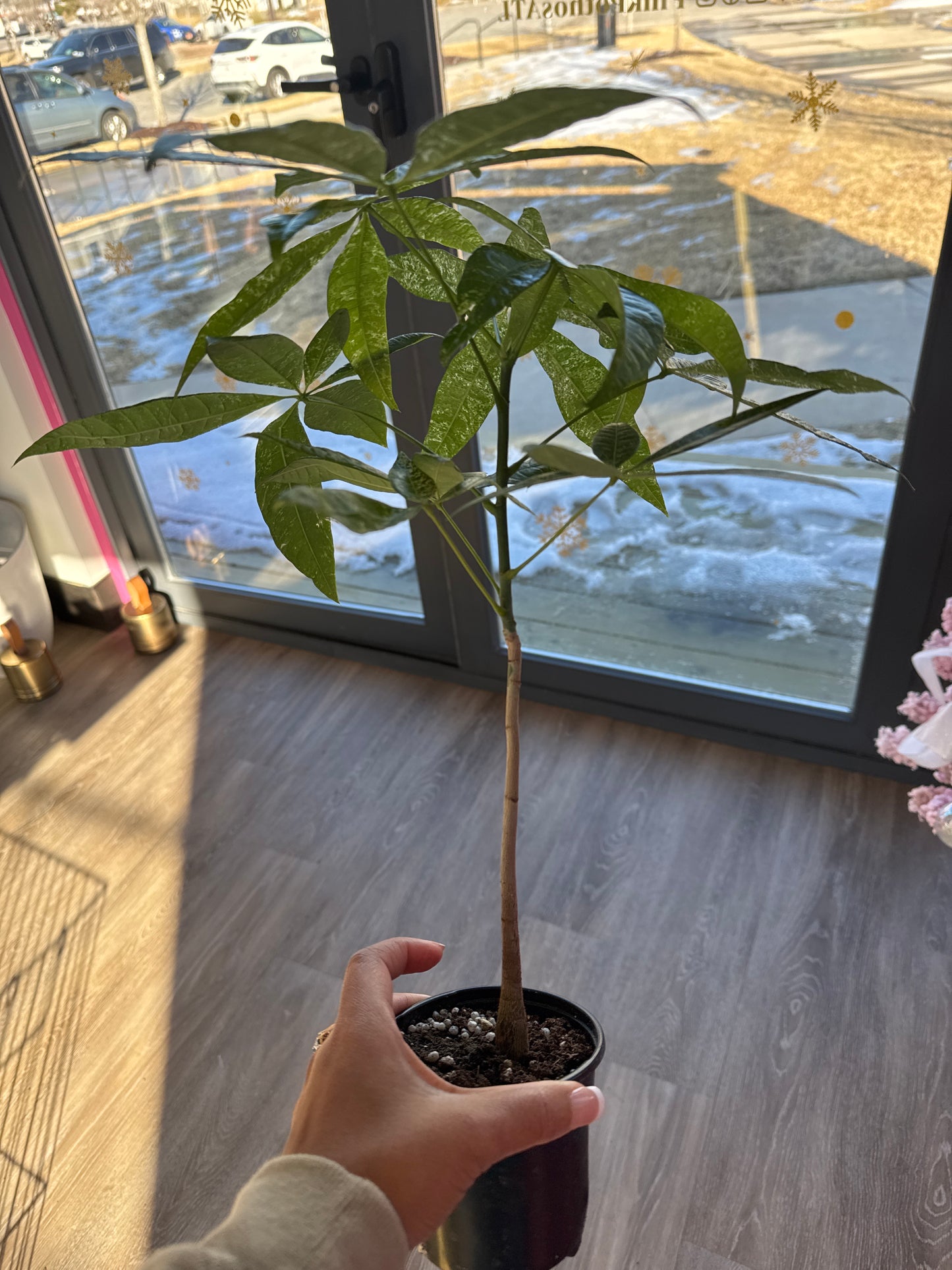 Pachira Money Tree Variegated