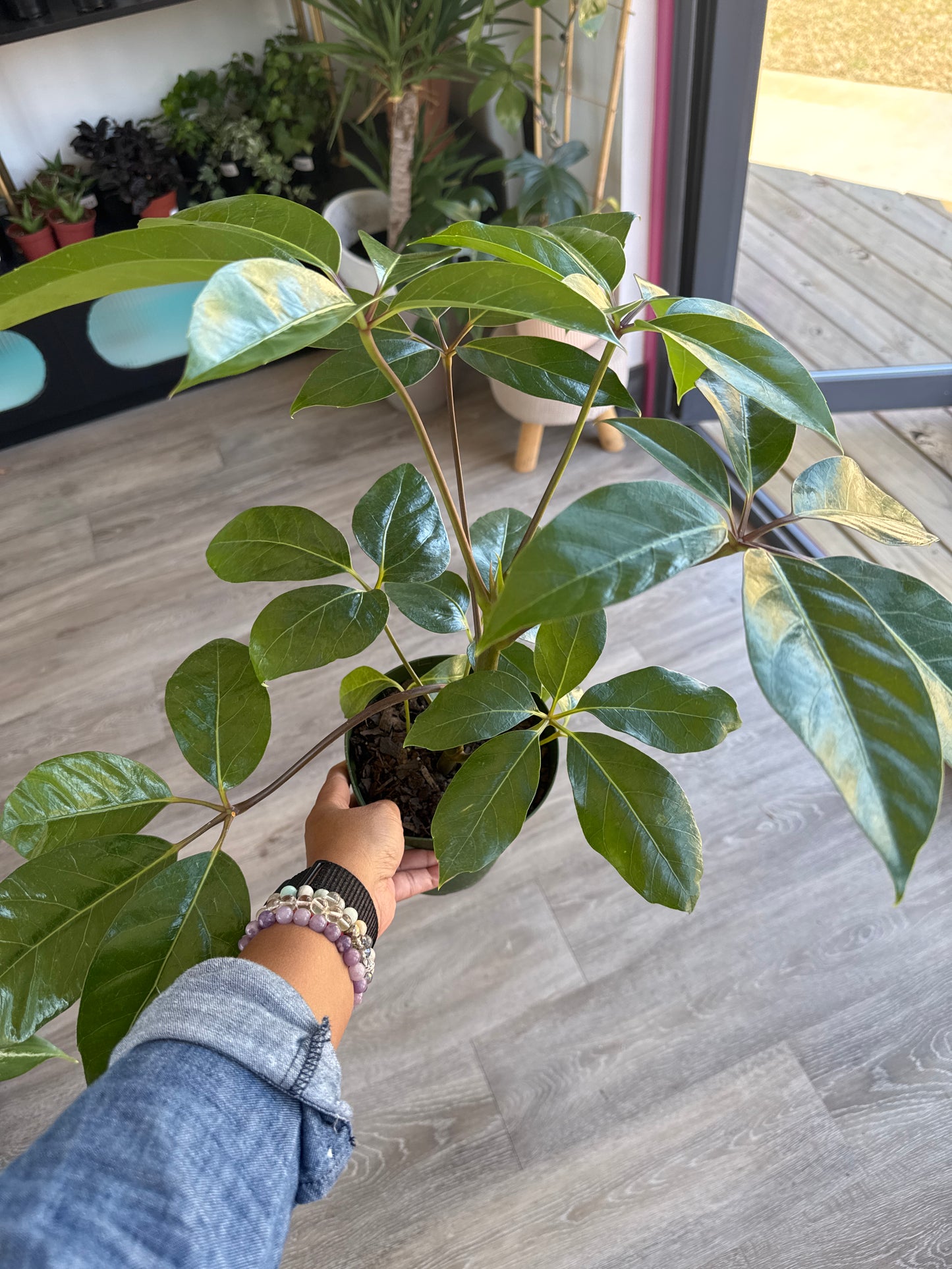 Schefflera (Umbrella Plant)