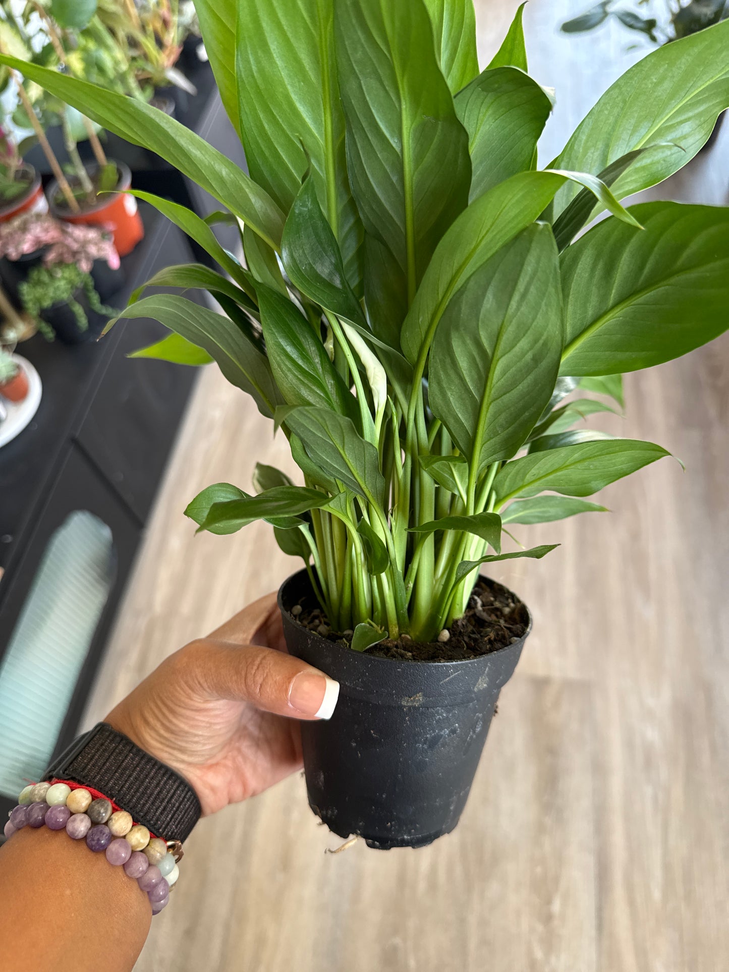 Peace Lily