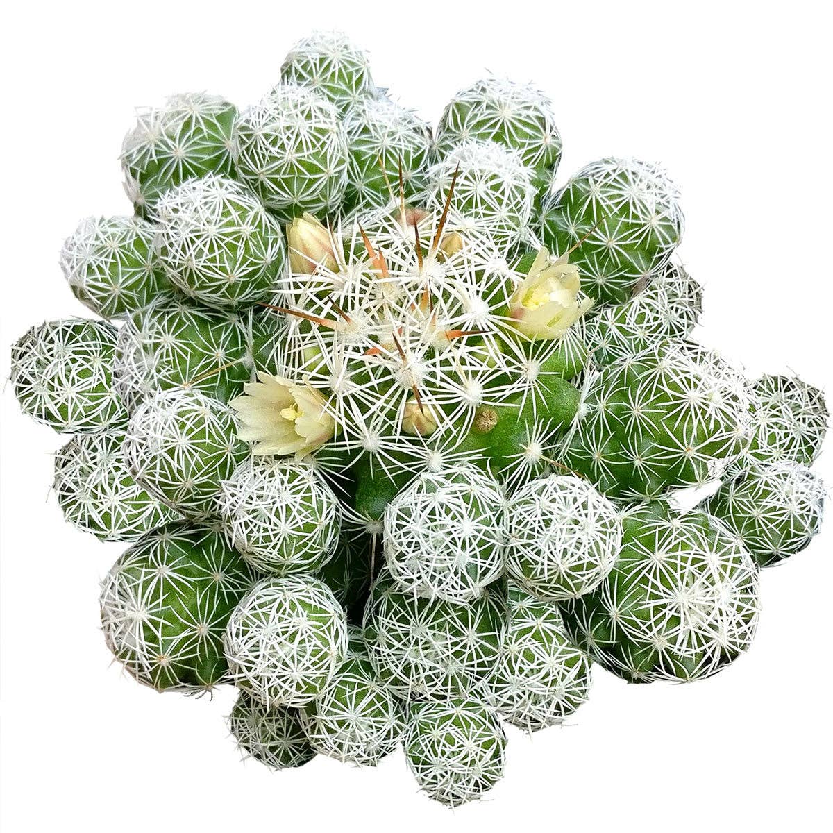 Thimble Mammillaria Cactus - Live Cactus in 2/4" Pot