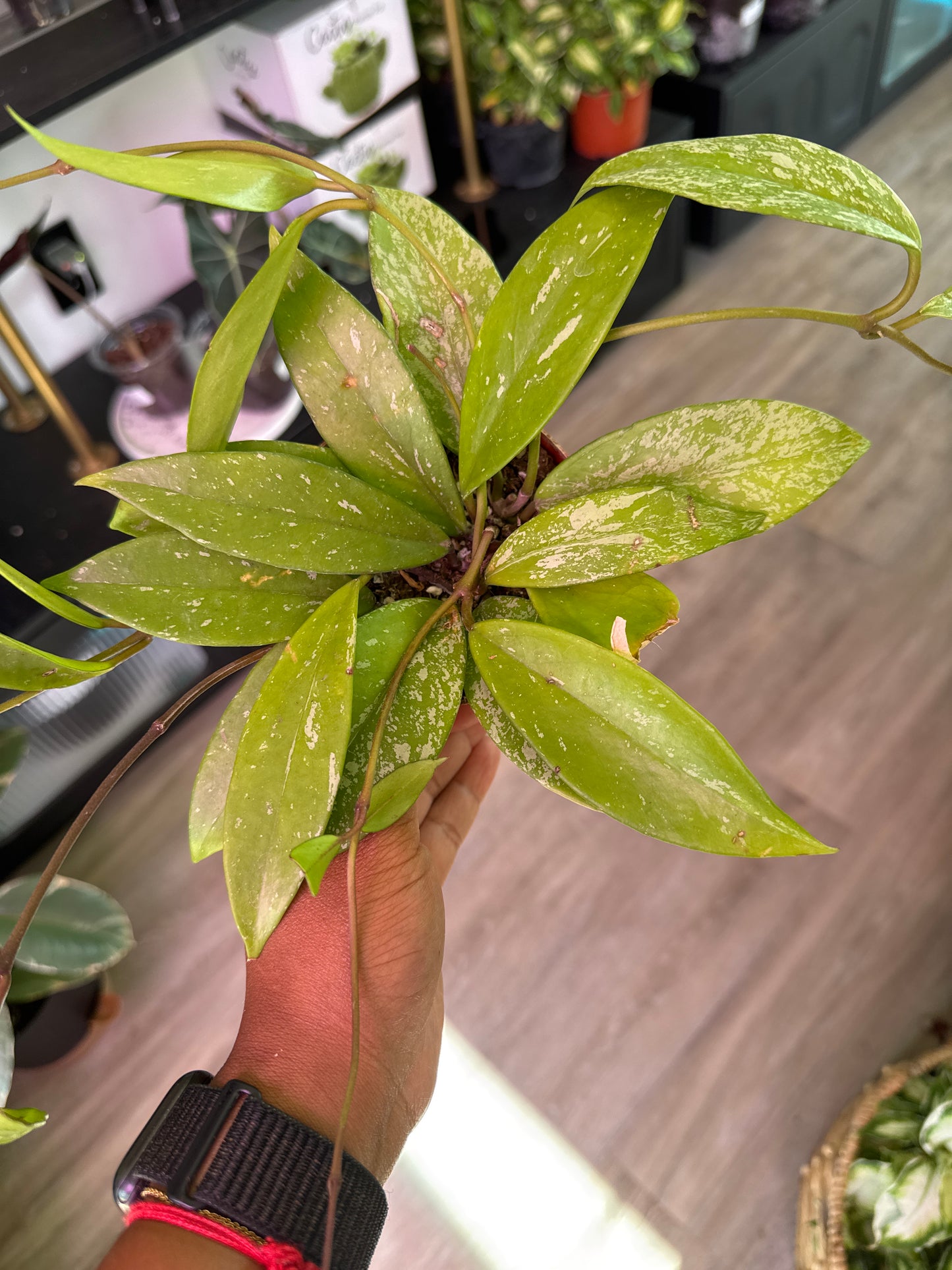 Hoya Publicalyx Splash