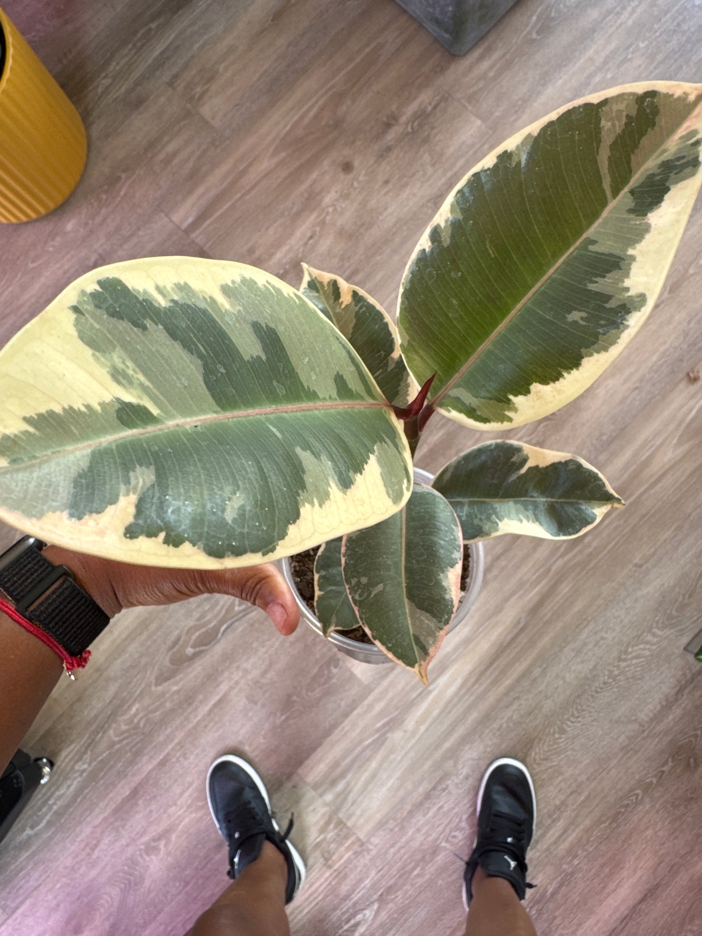 Ficus Tienke