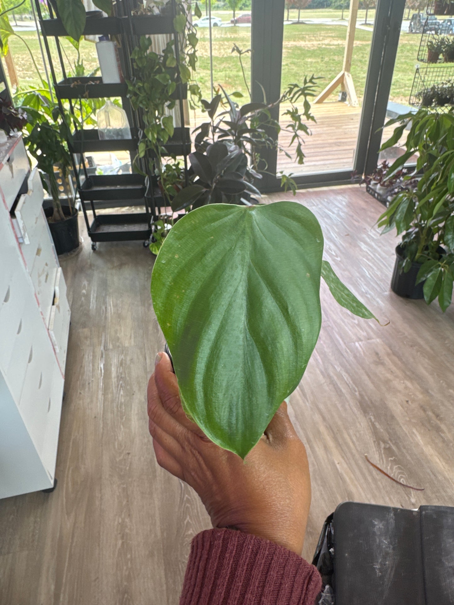 Philodendron Lynamii