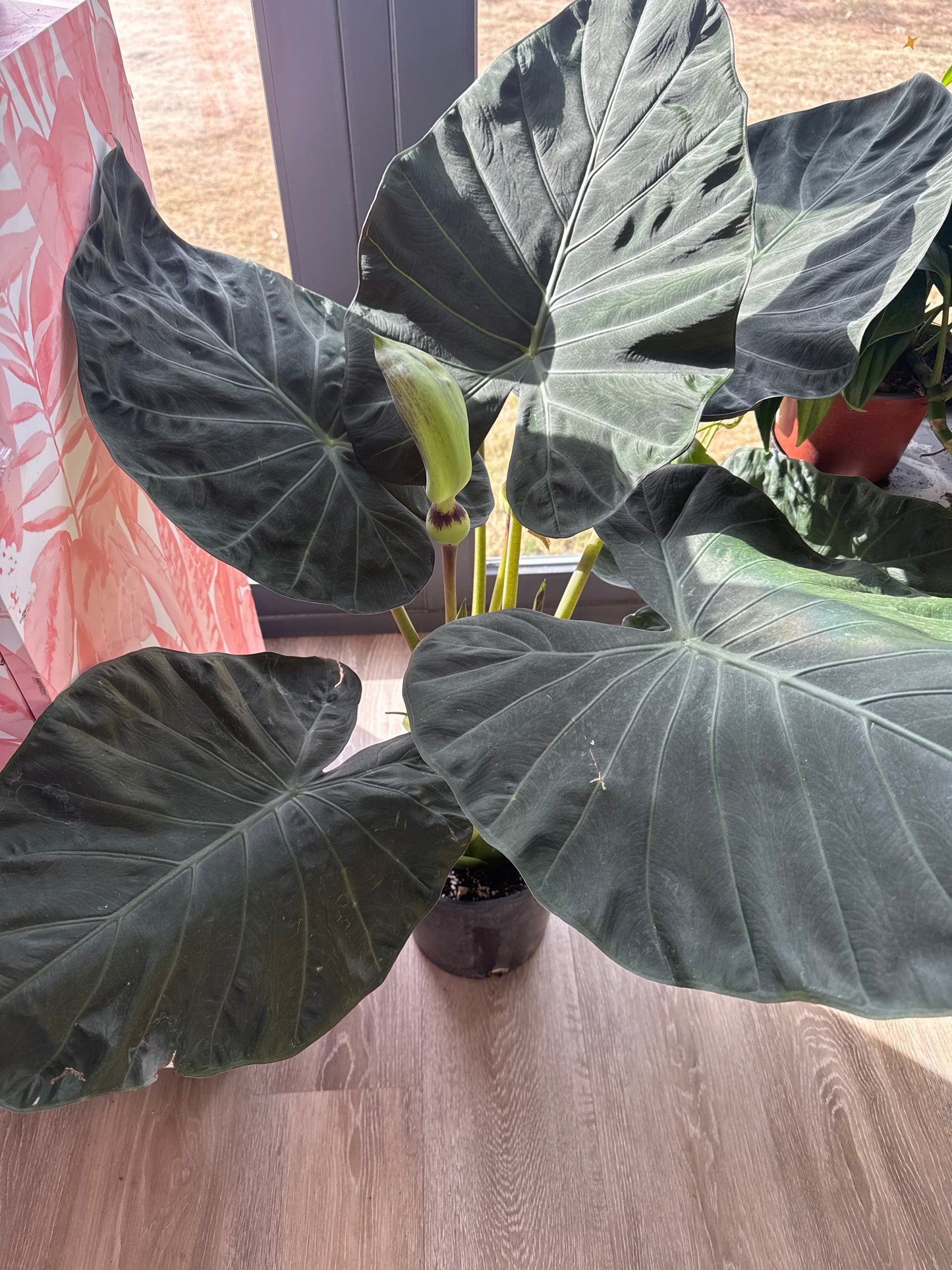 Alocasia Regal Shield