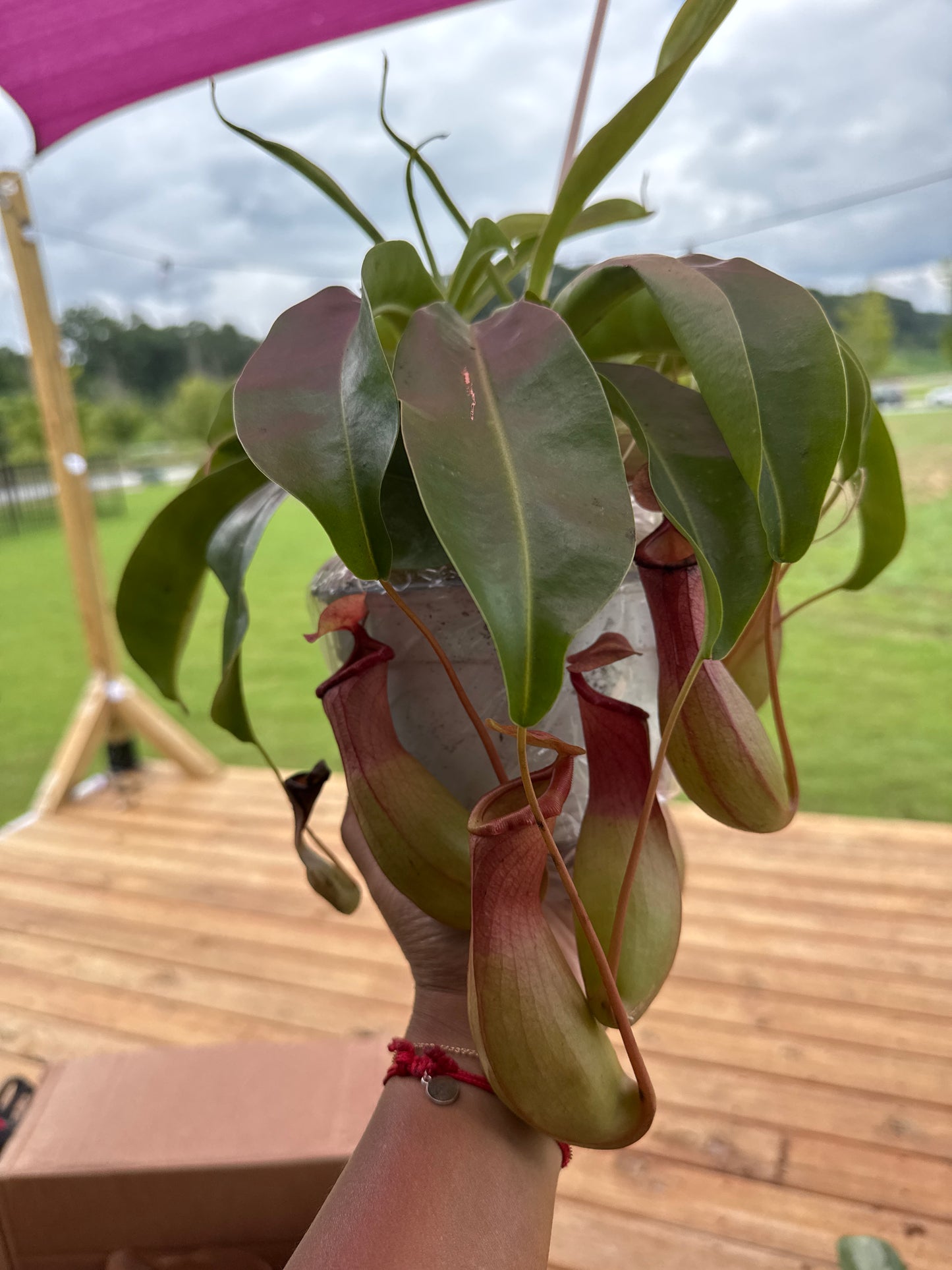 Carnivorous Pitcher Plant - 6" Pot