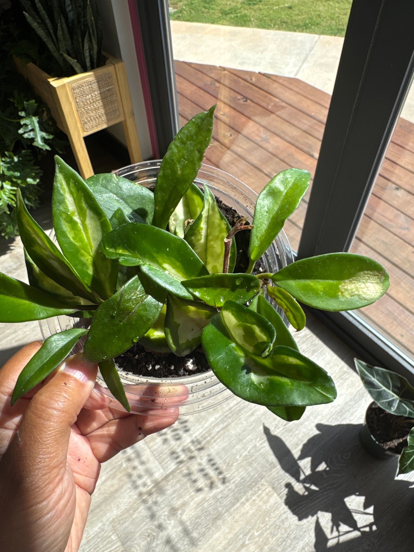 HOYA KRIMSON Princess