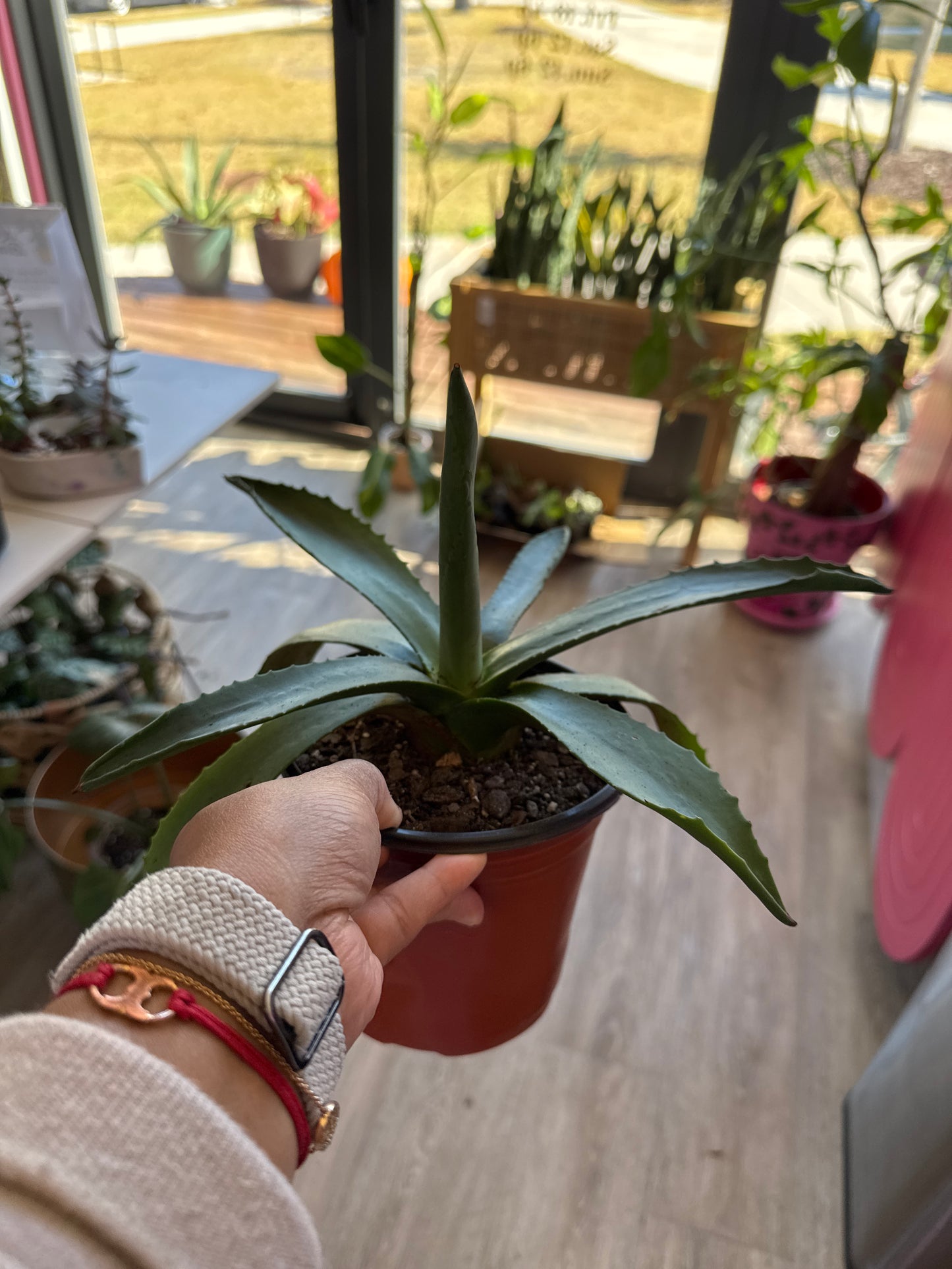 Century Plant - Agave Americana
