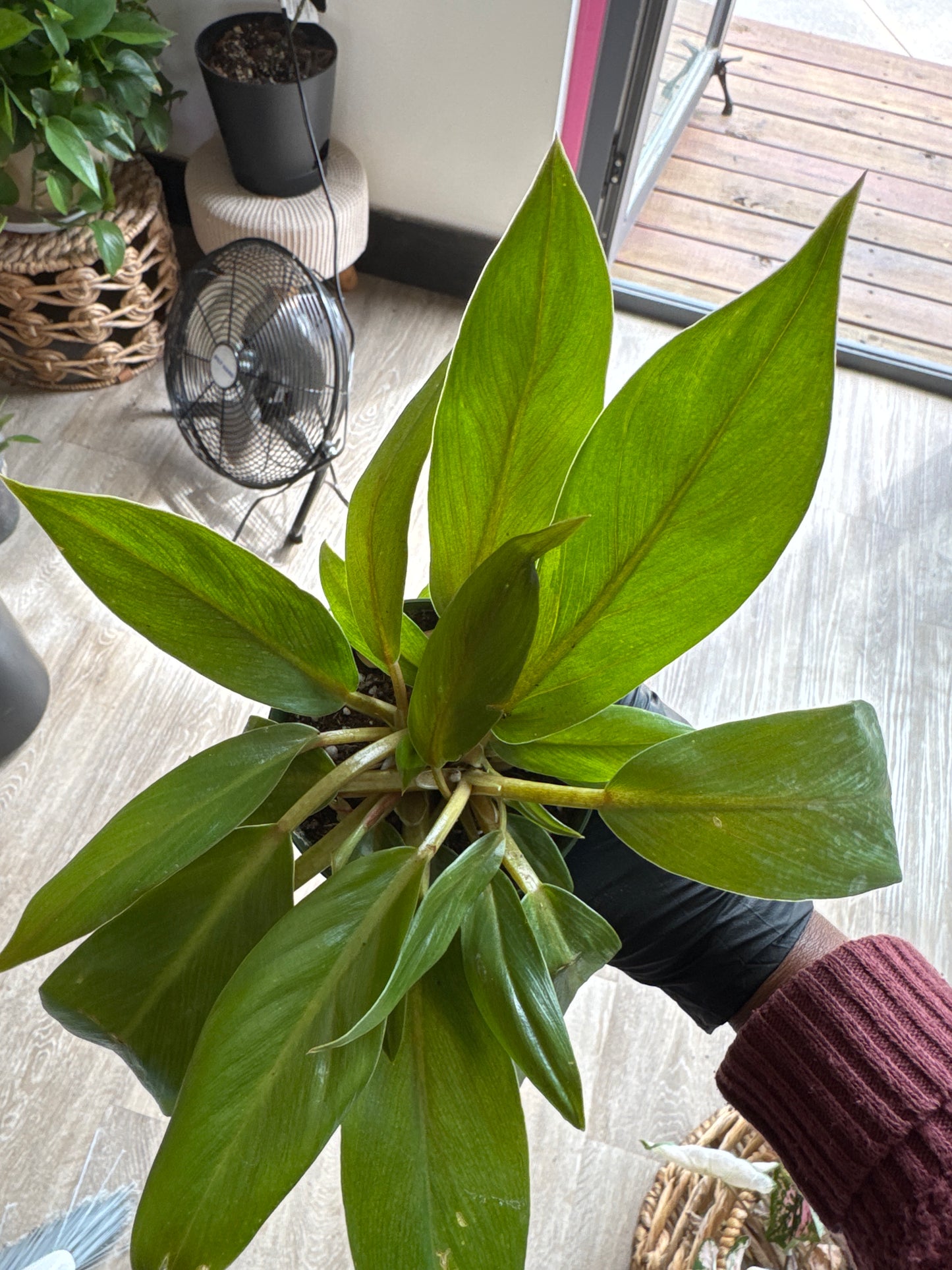 Philodendron  Melinonii