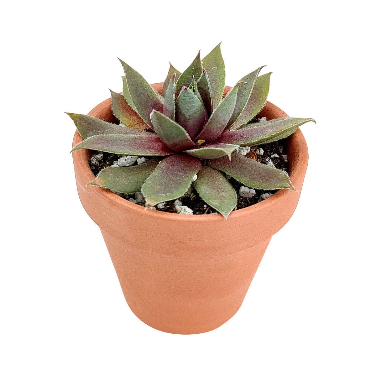 Sempervivum Red Lion - 2/4 inch Succulent Plant