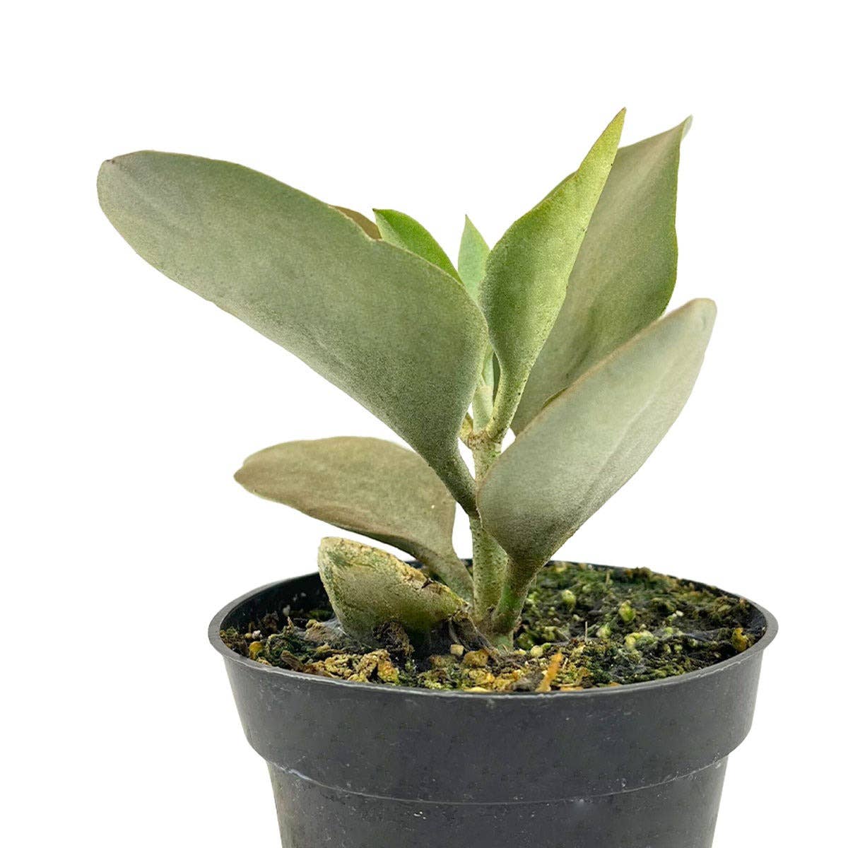 Copper Spoons Kalanchoe 2in/ 4in Unique Succulent Plant