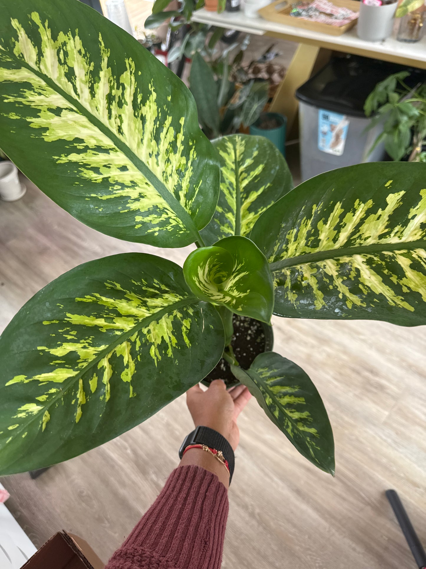 Dieffenbachia amoena
