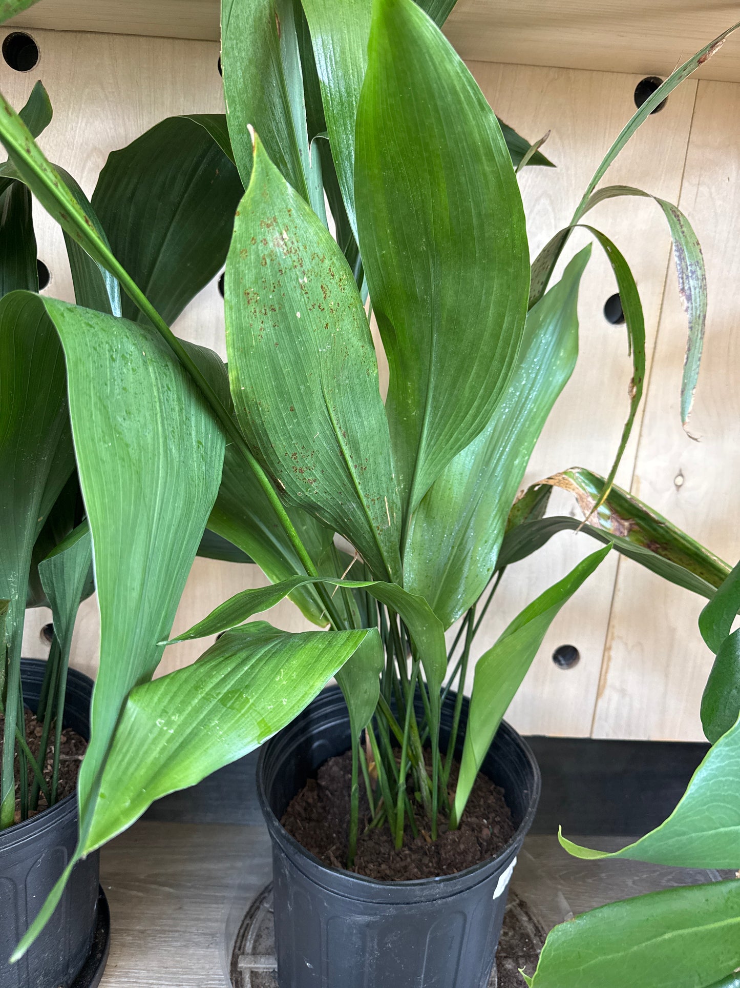 Cast iron plant
