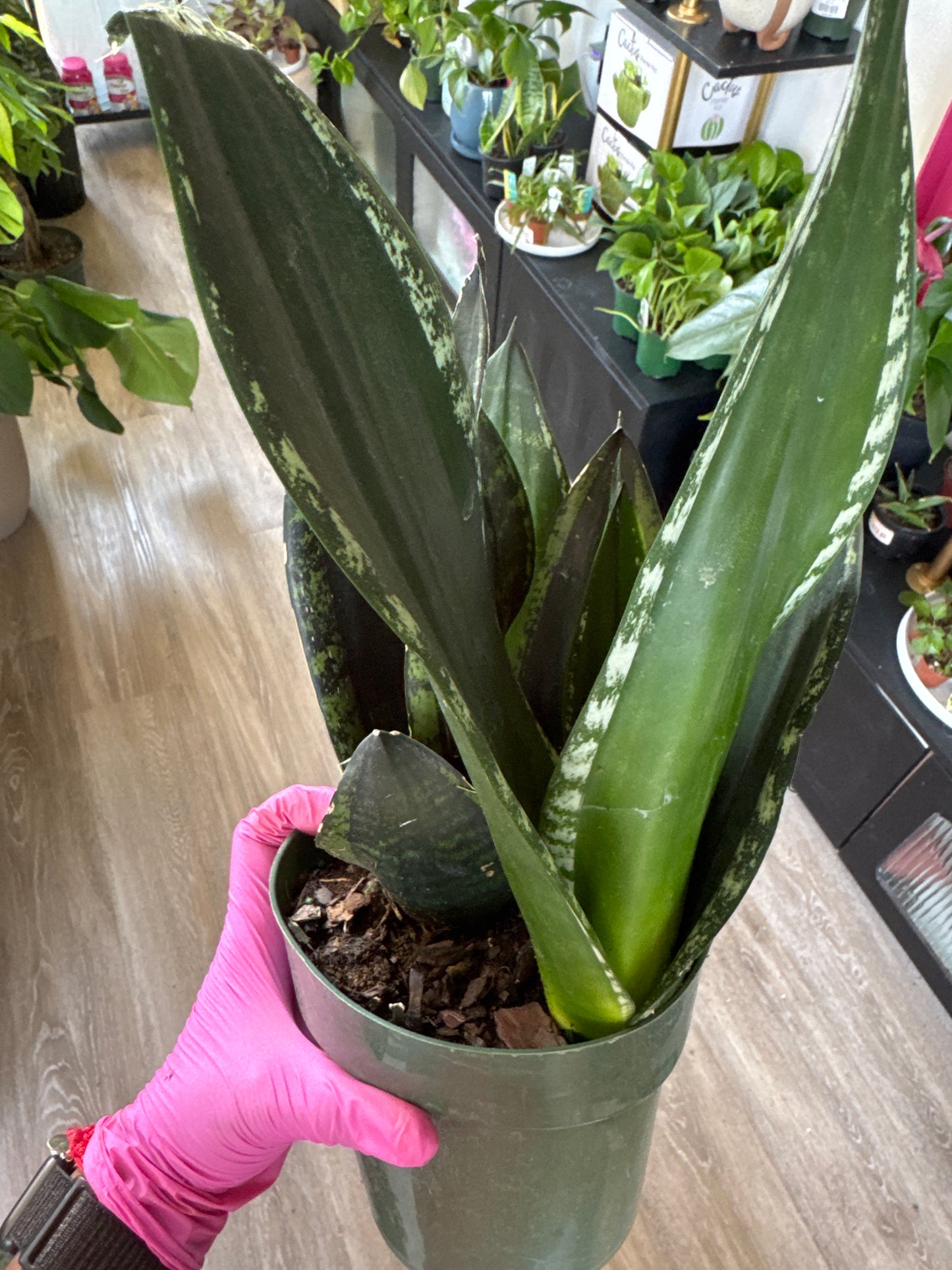 Sansevieria Whitney