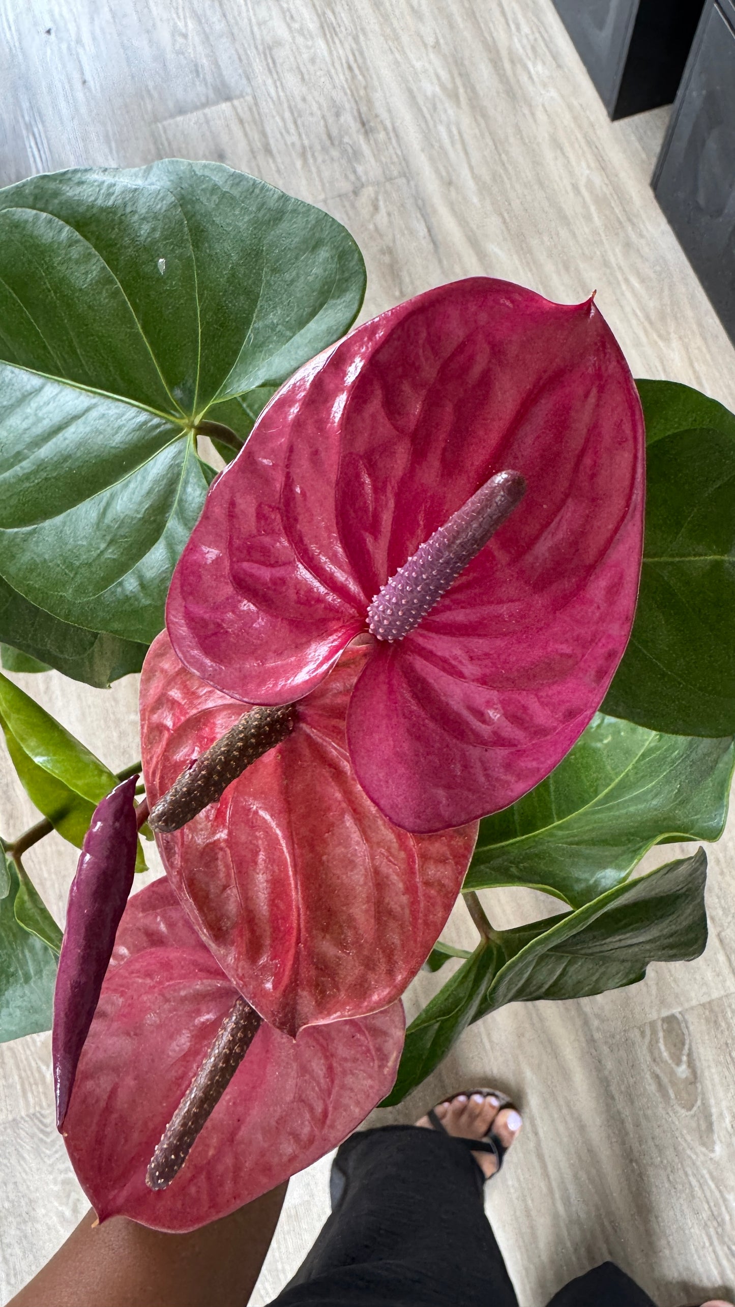 Anthurium