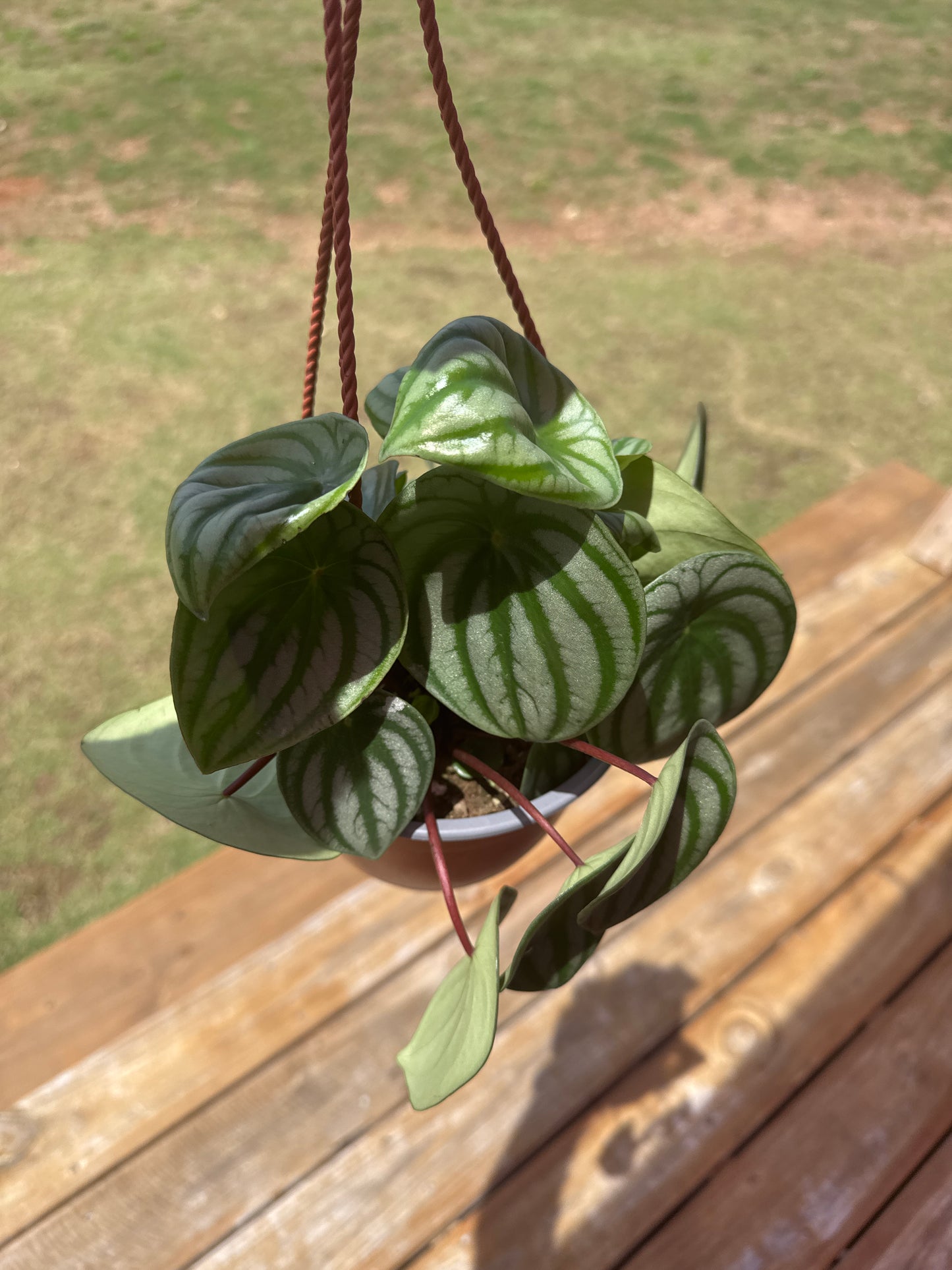 Watermelon Peperomia