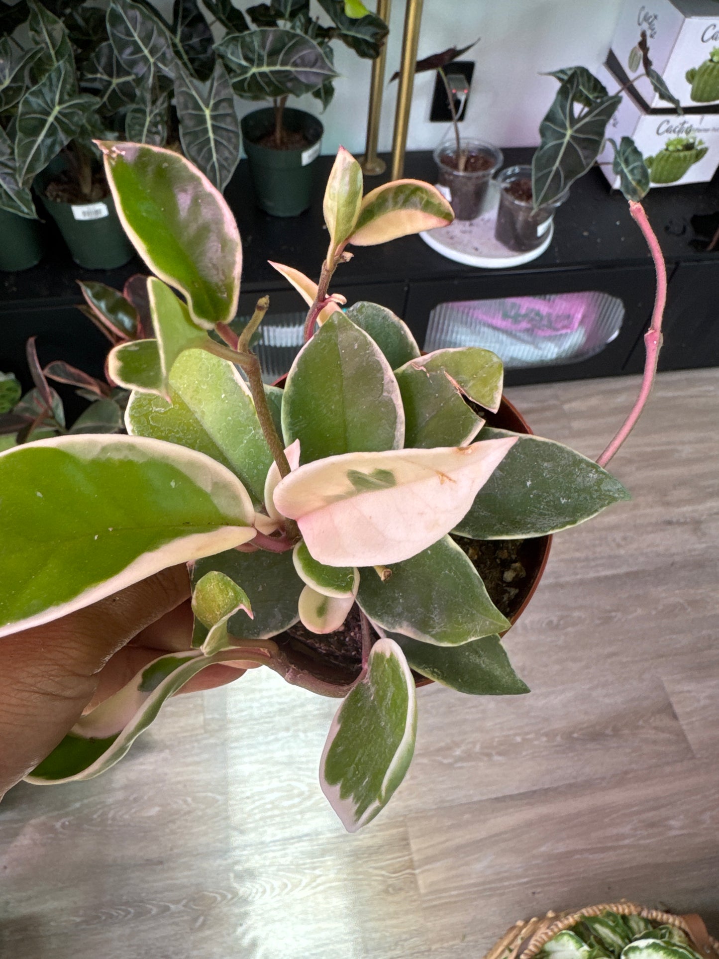 Hoya Carnosa ‘Krimson Queen’