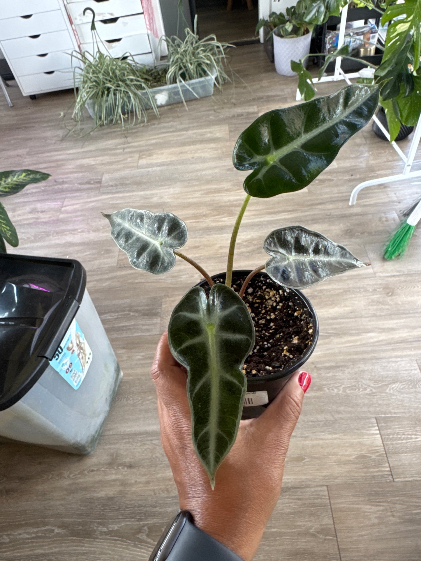 Alocasia Bambino
