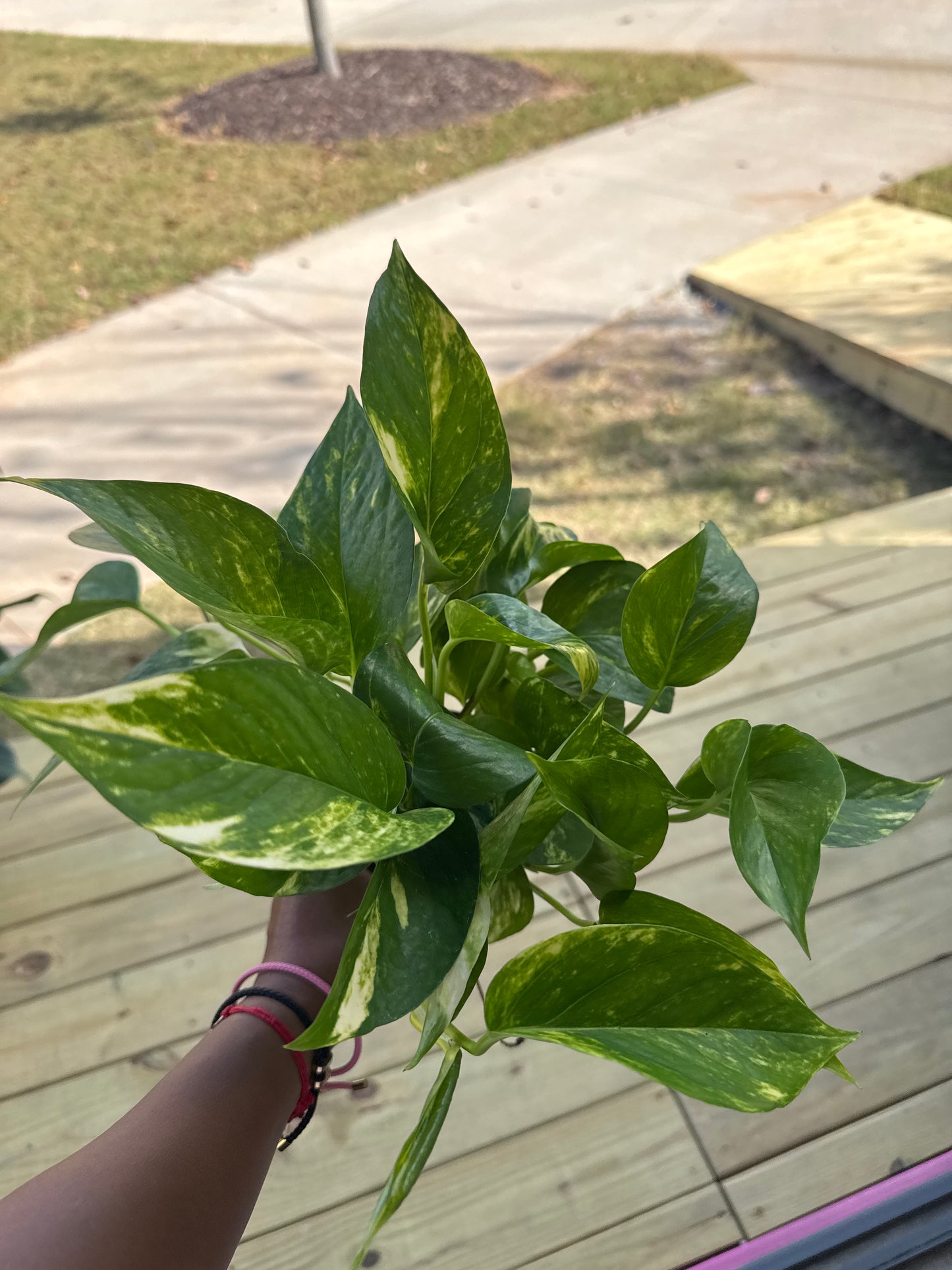 Pothos - Hawaiian