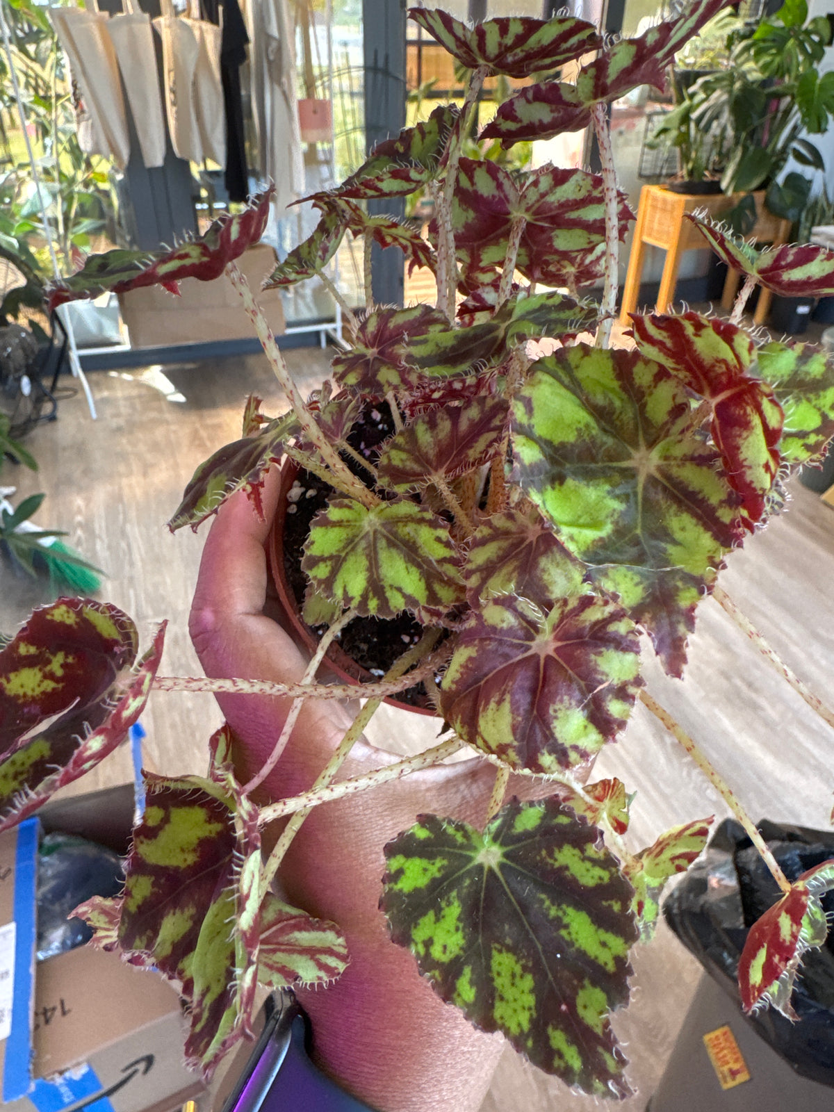 Begonia bowerae 'Tiger Paws'