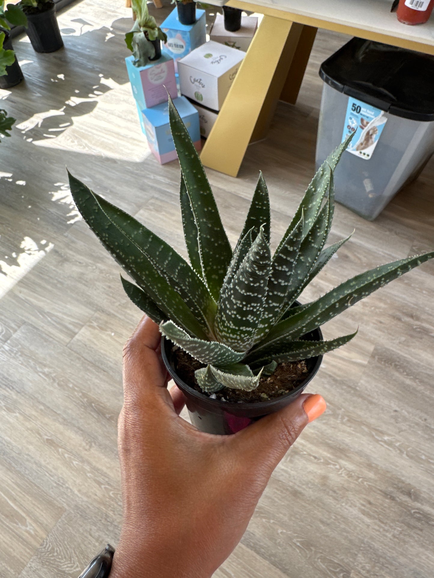 Gasteraloe