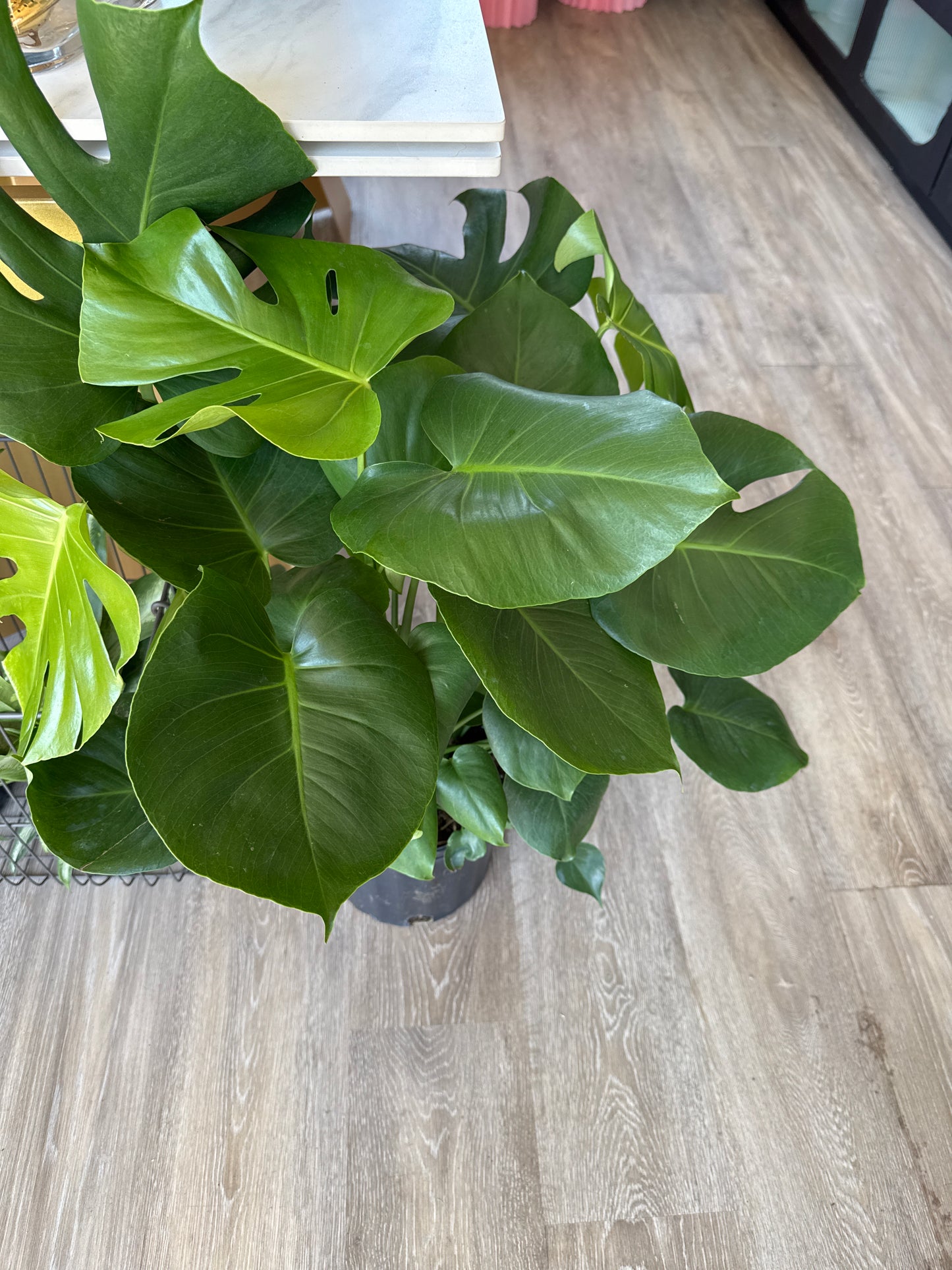 Monstera Deliciosa