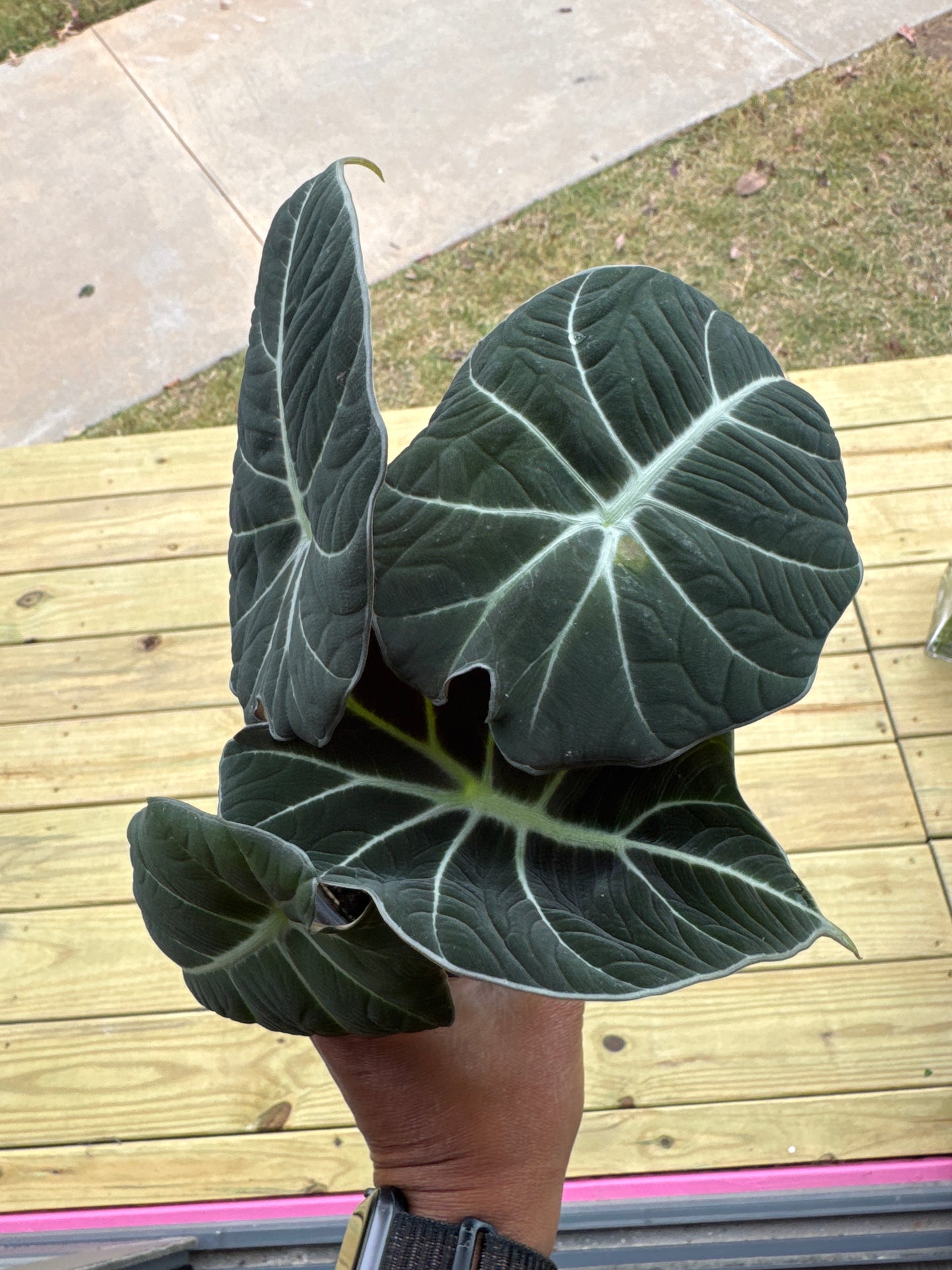 Alocasia Black Velvet