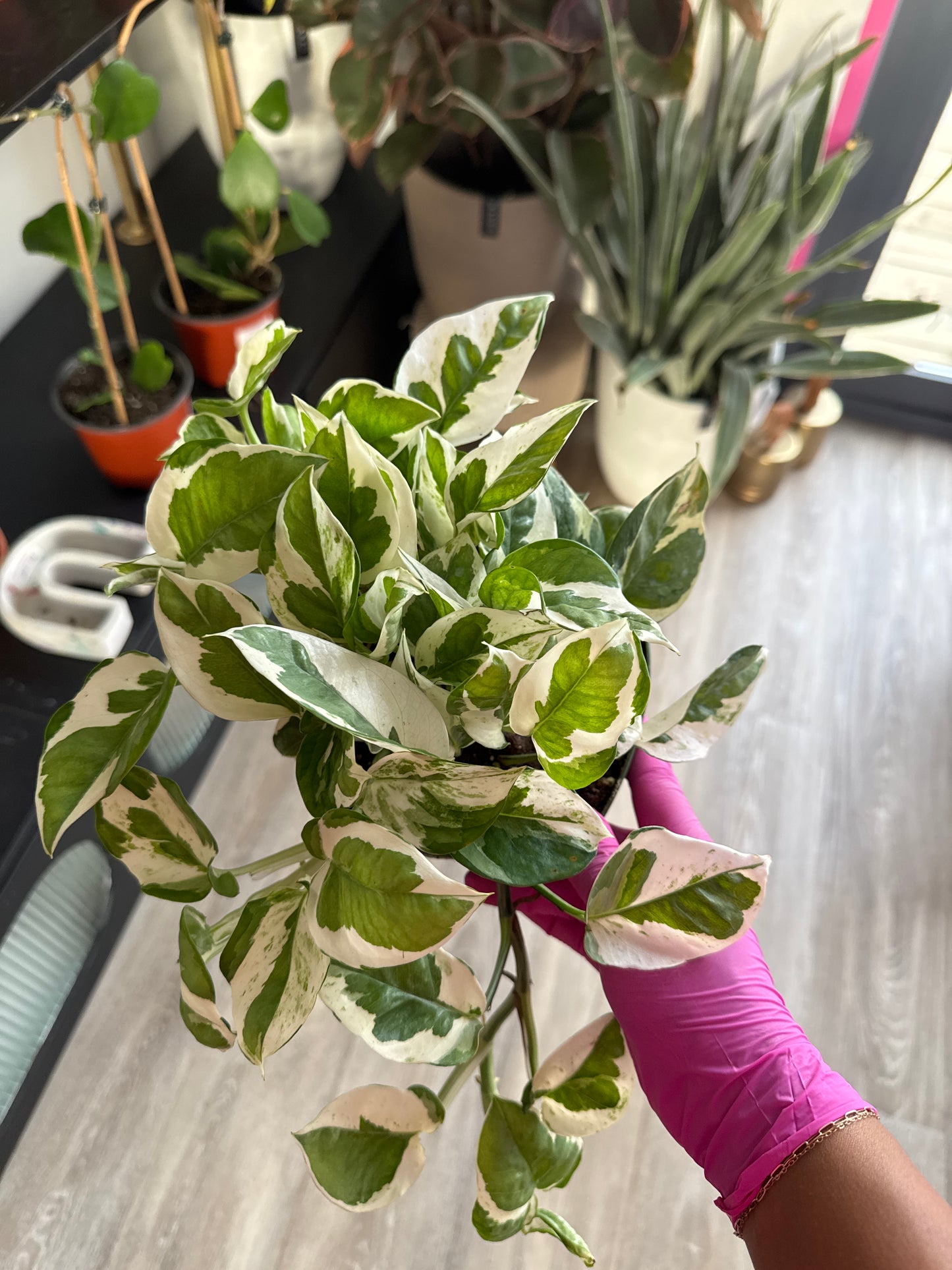 Pothos N'Joy