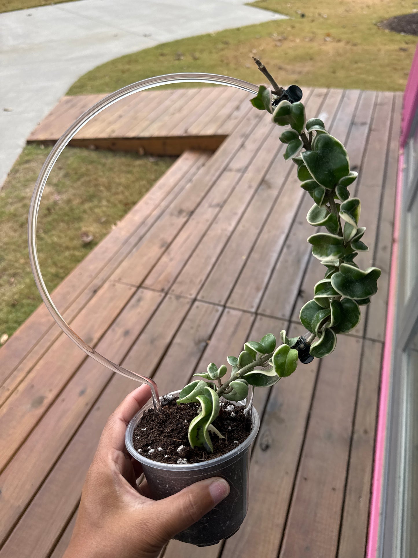 Hoya Hindu Rope Variegated w/ trellis
