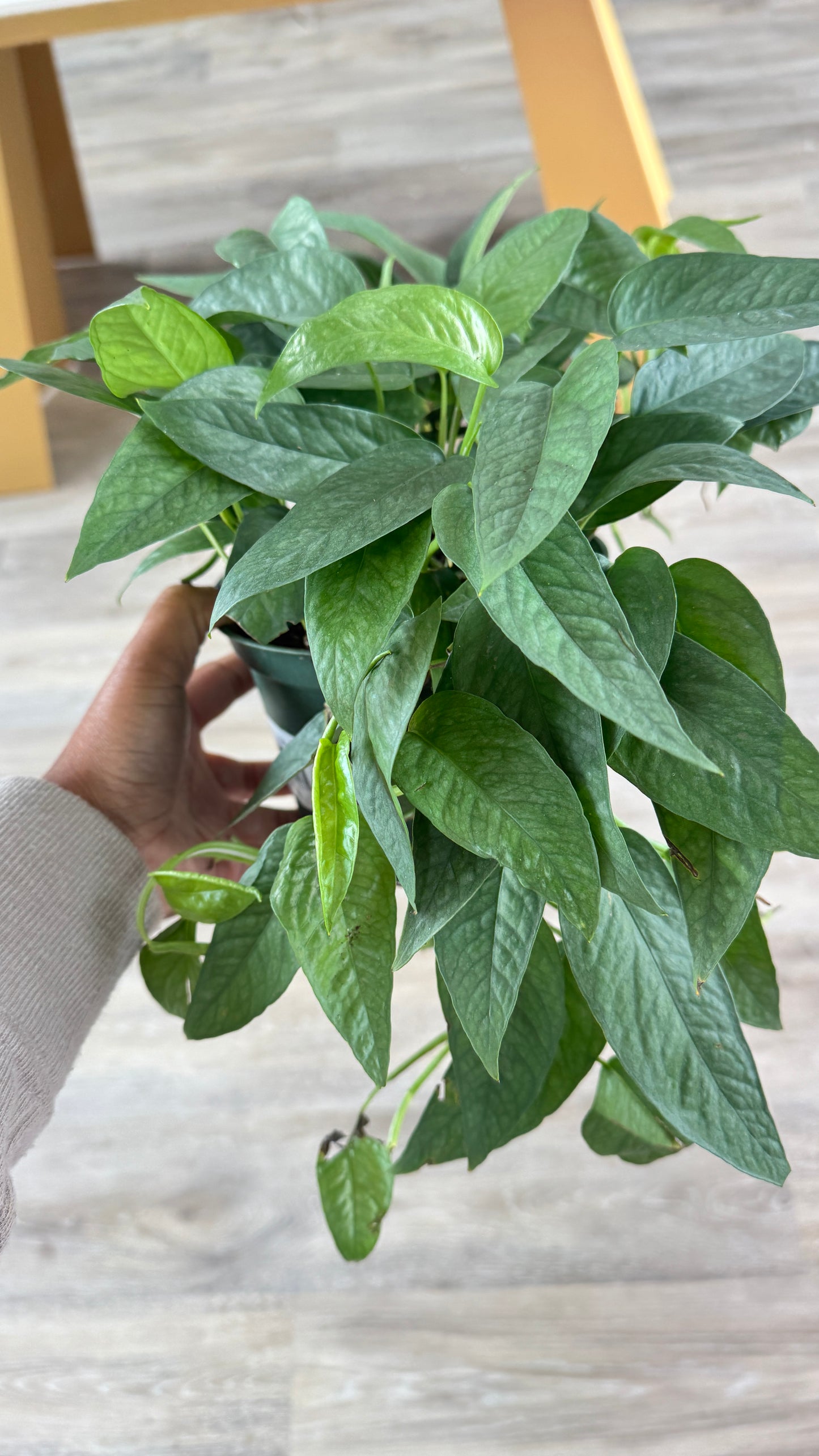 Pothos Cebu Blue