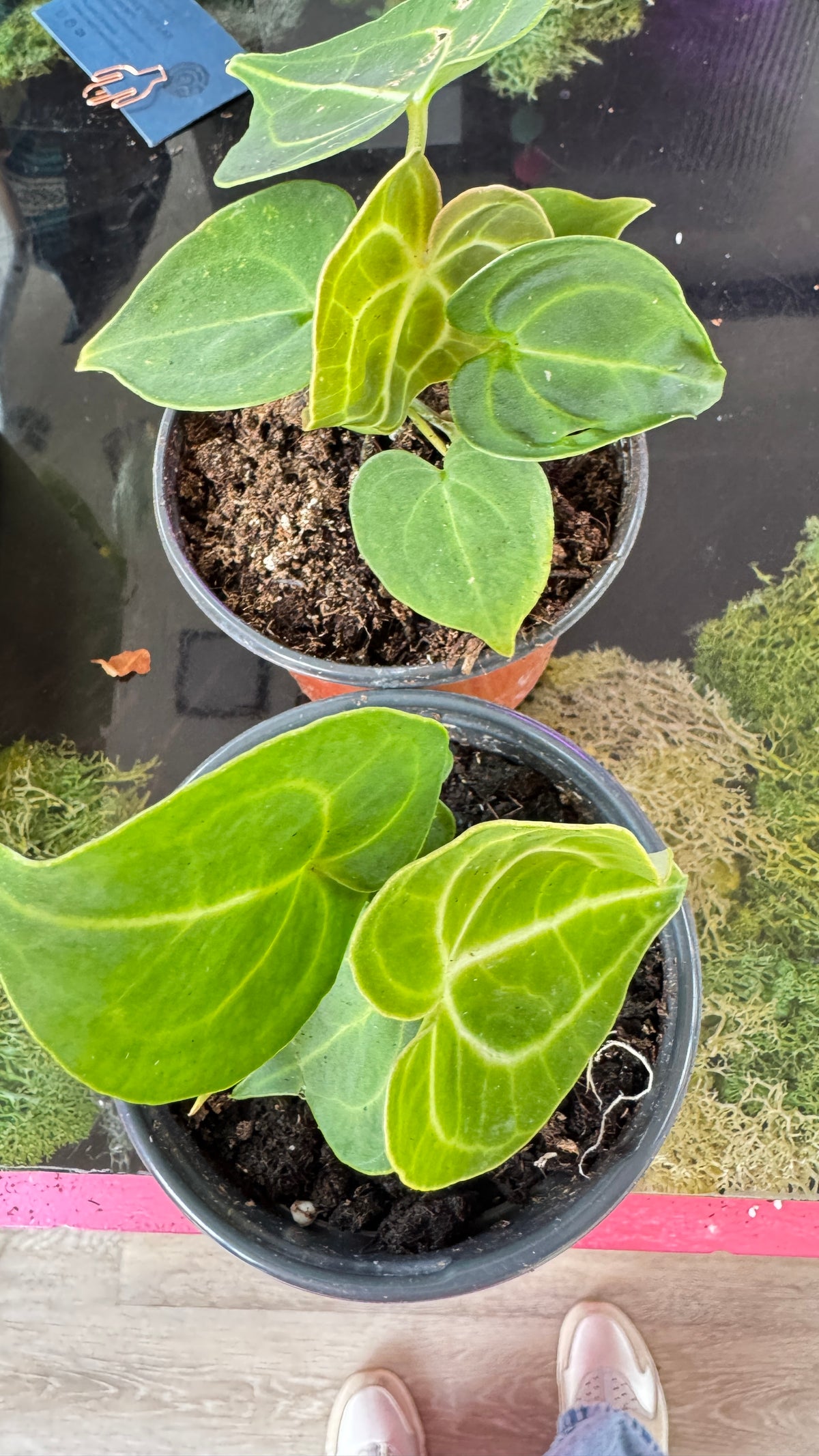 Anthurium Crystallinum - 4" Pot