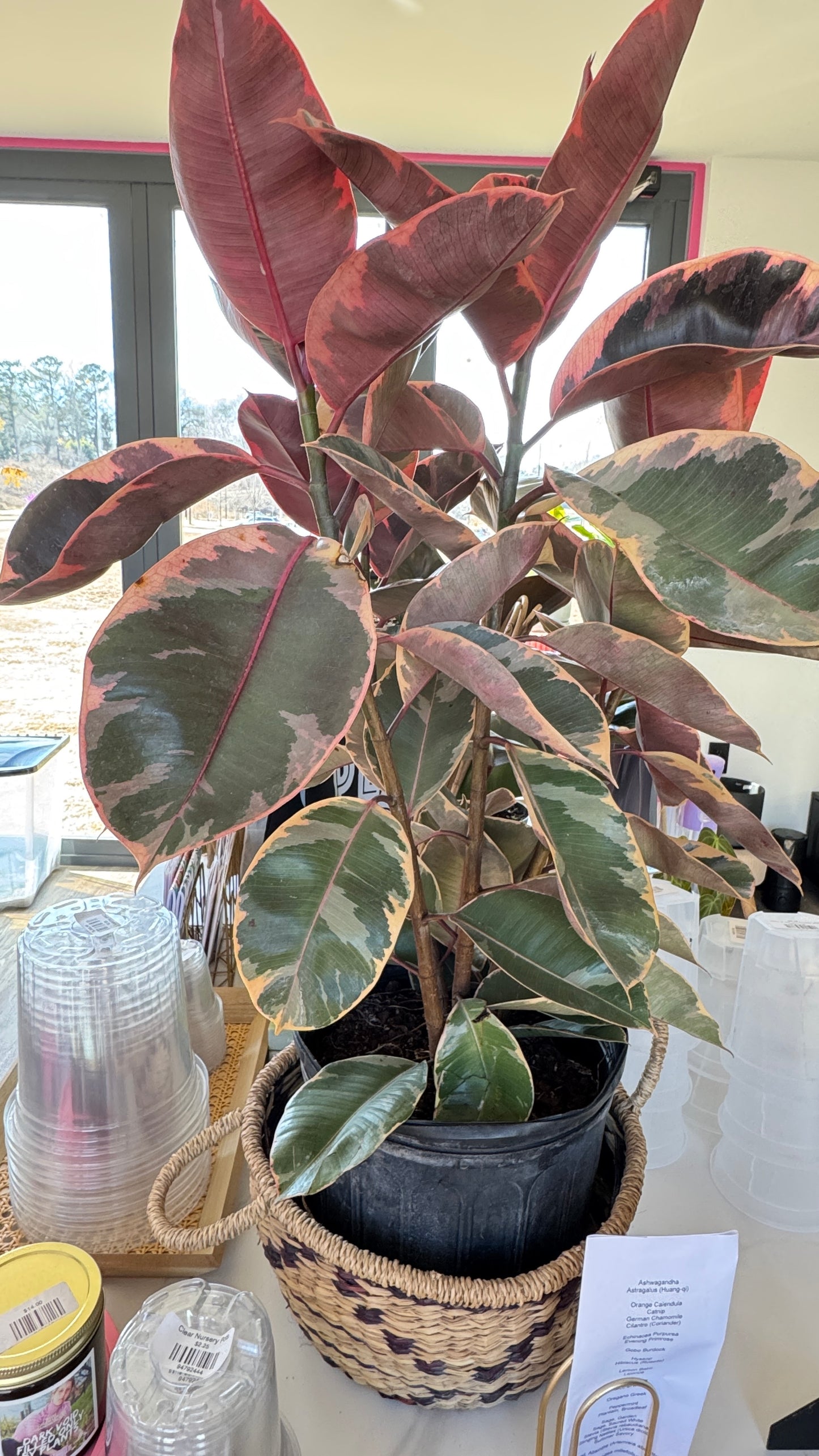 Ruby Red Rubber Tree