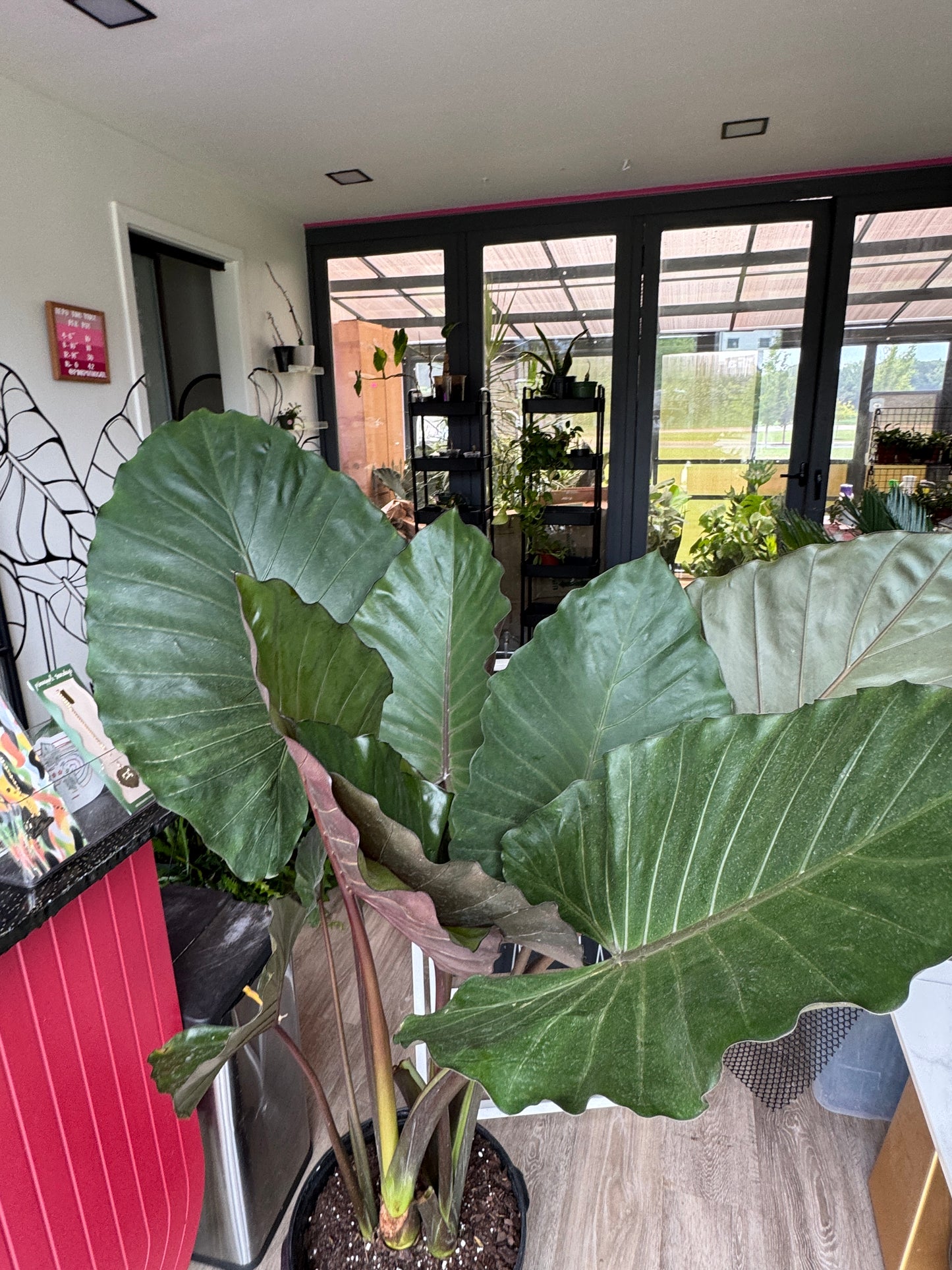 Alocasia Metal Head