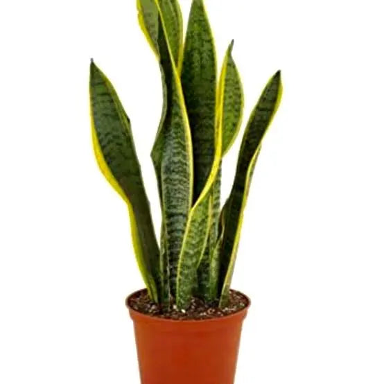 Sansevieria Laurentii
