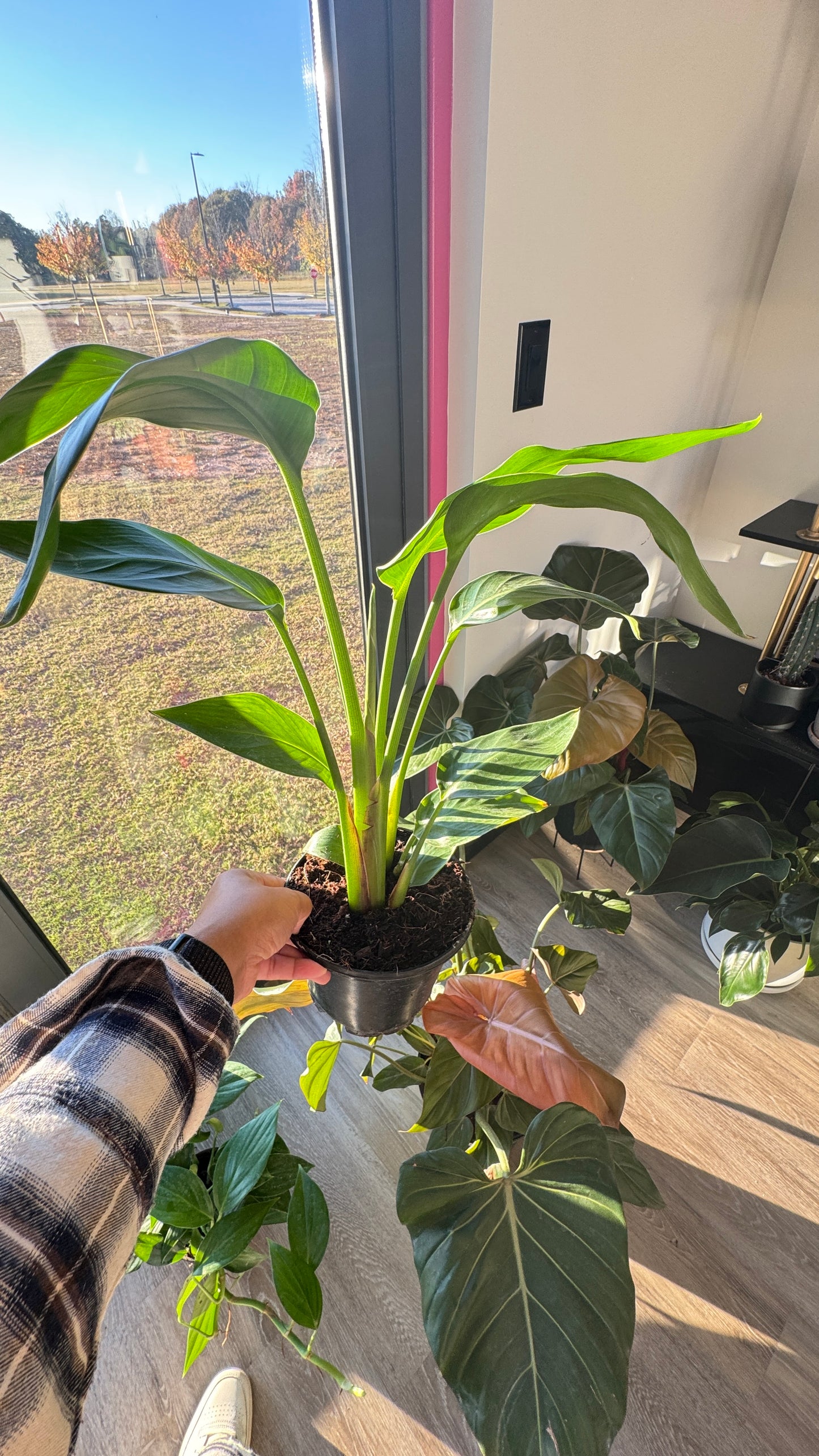 Strelitzia Nicolai White Bird of Paradise