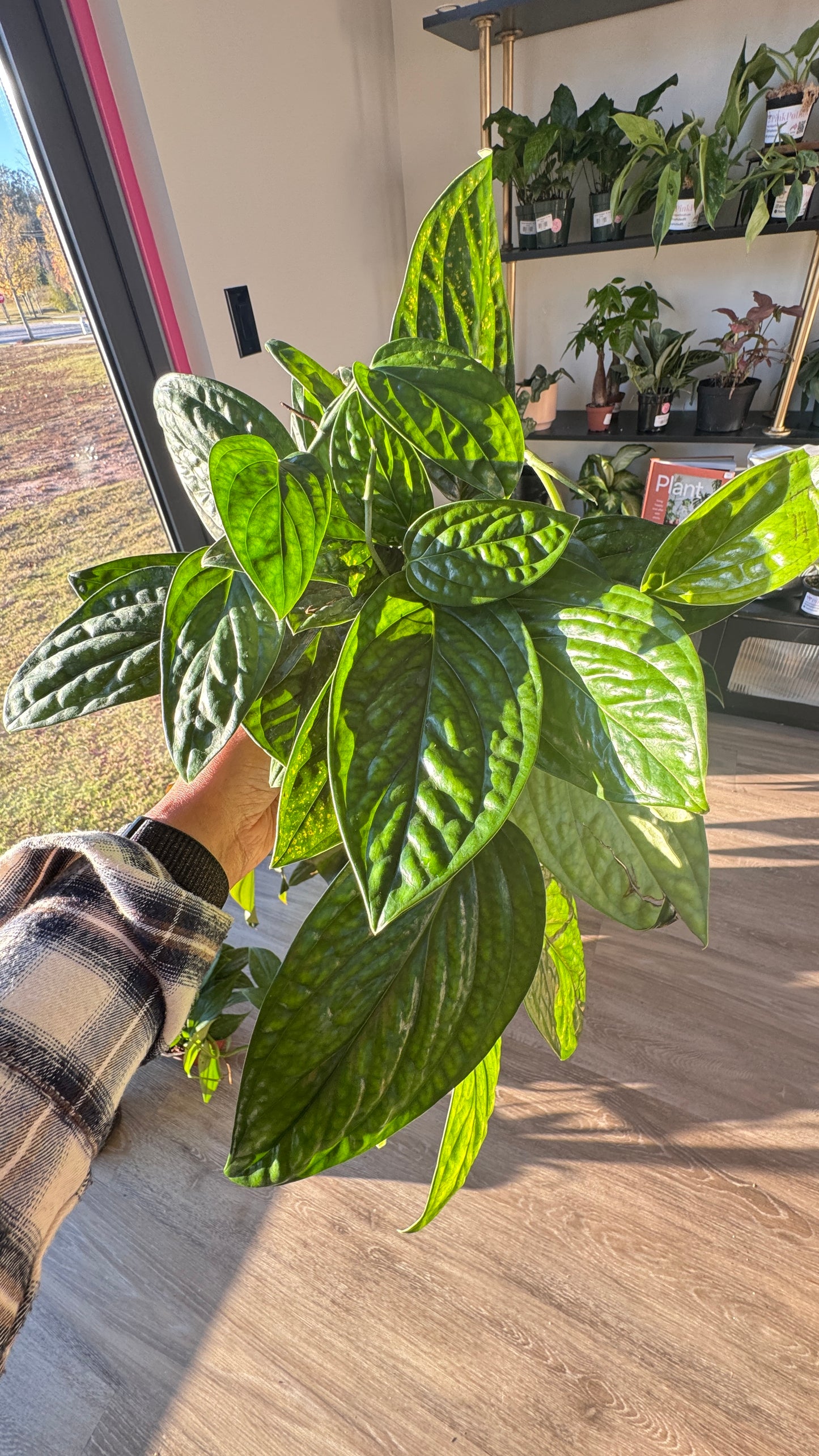Monstera Peru