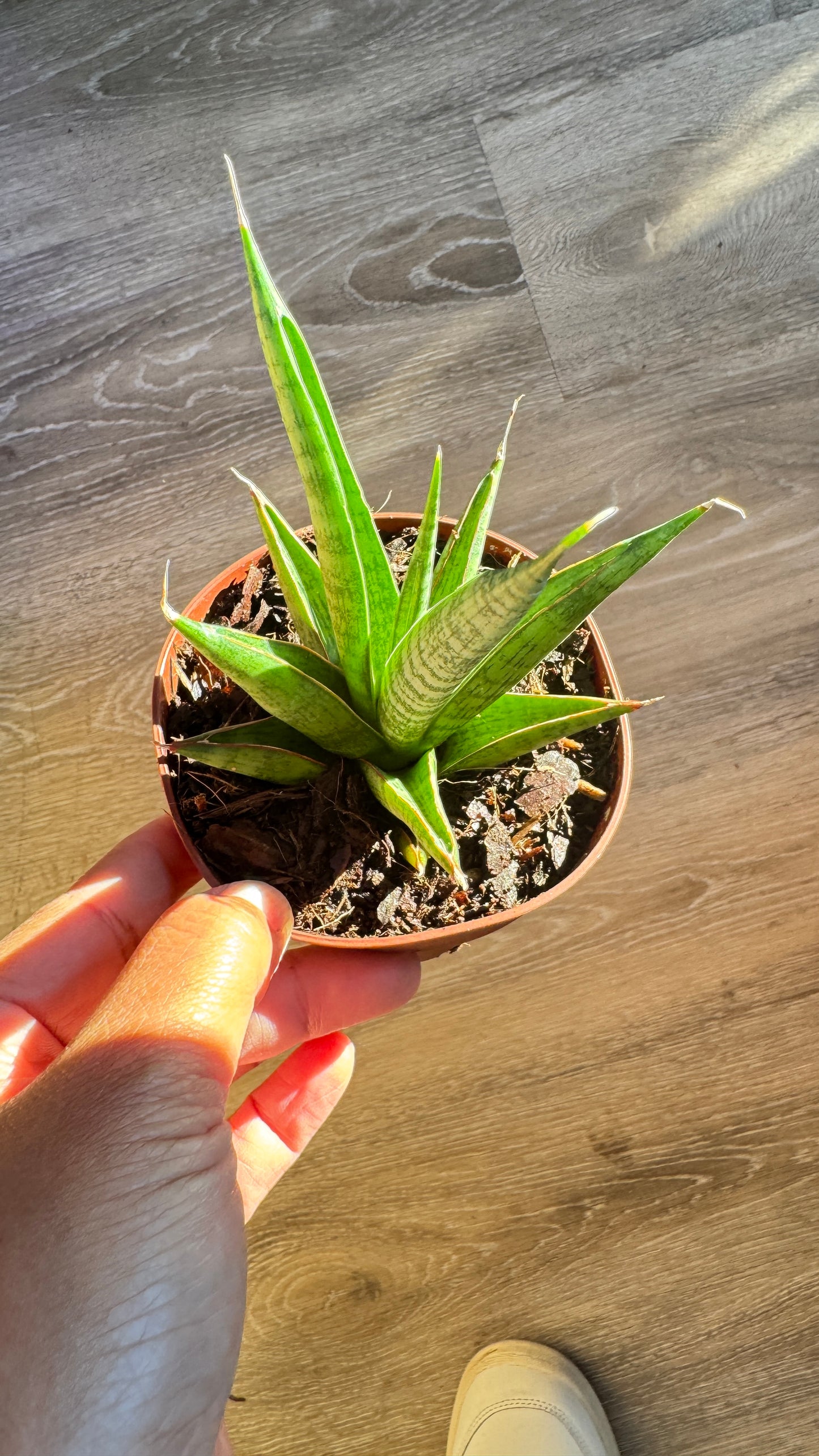 Sanseveria Jewel Crown