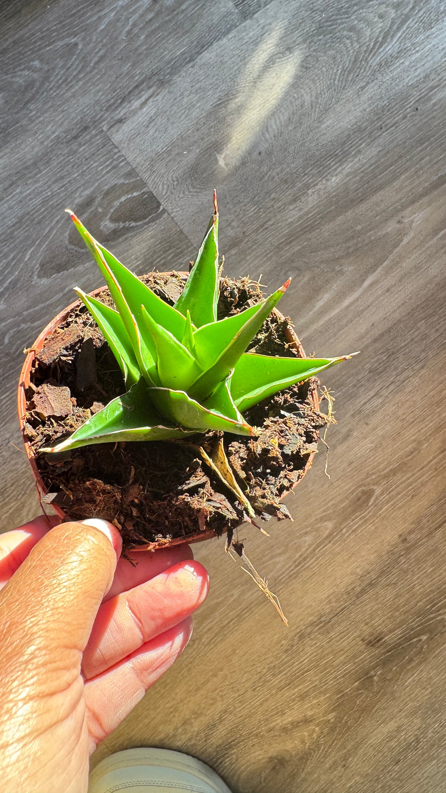 Sanseveria Green Tower