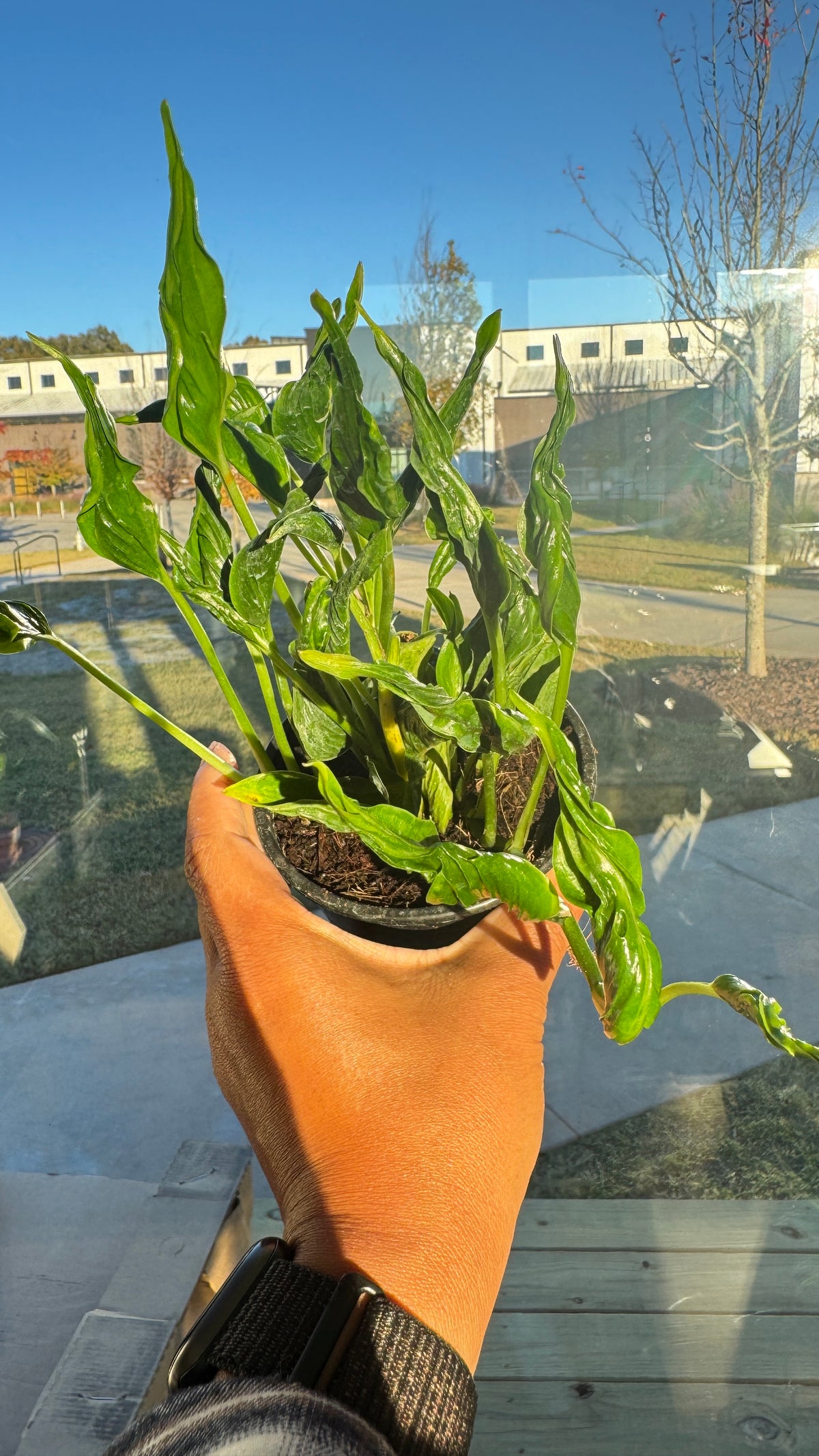 Epipremnum Shangri-la 4"