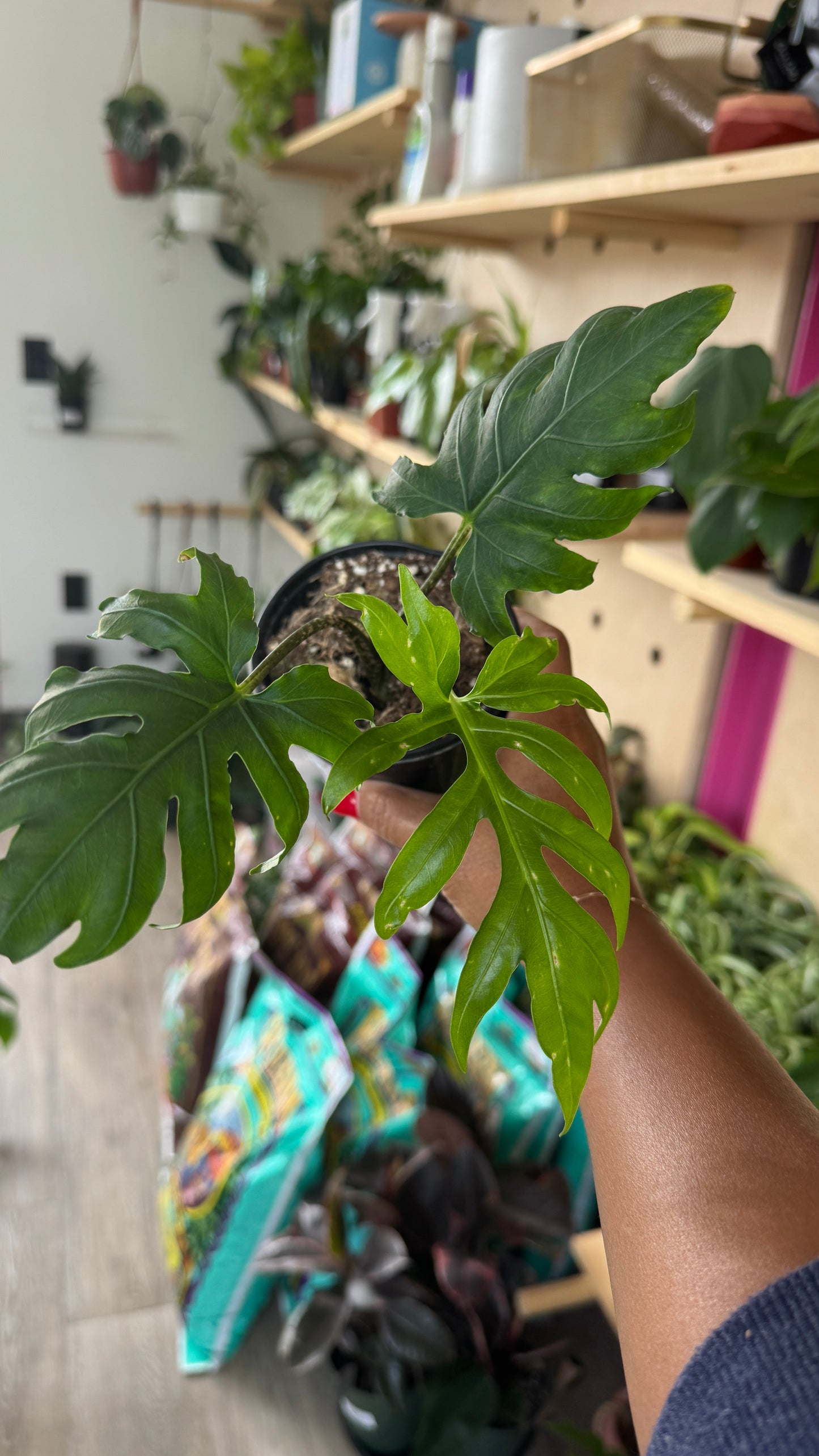 Alocasia Brancifolia