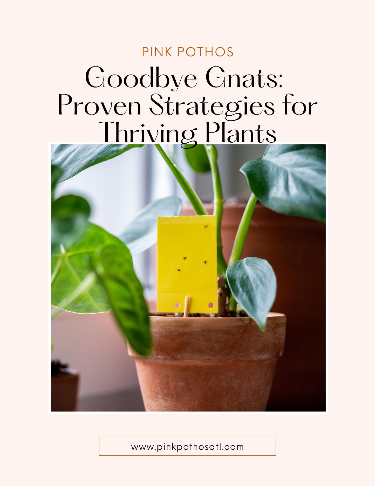 Goodbye Gnats: Proven Strategies for Thriving Plants