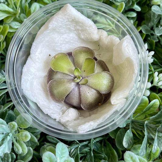 Pinguicula cyclosecta – Violet-Toned Butterwort (Plant Only)