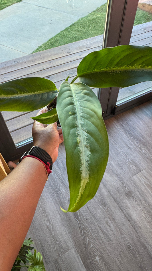 Dieffenbachia Panther