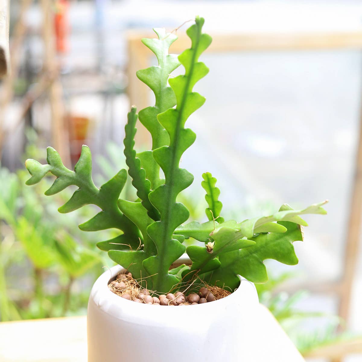 Epiphyllum Fishbone Cactus - Ric Rac Cactus -  2/4/6 inch