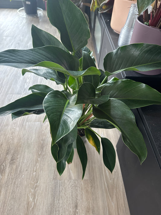 Philodendron Green Congo