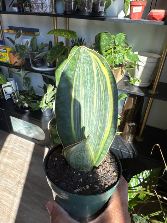 Sanseveria Whale Fin Variegated