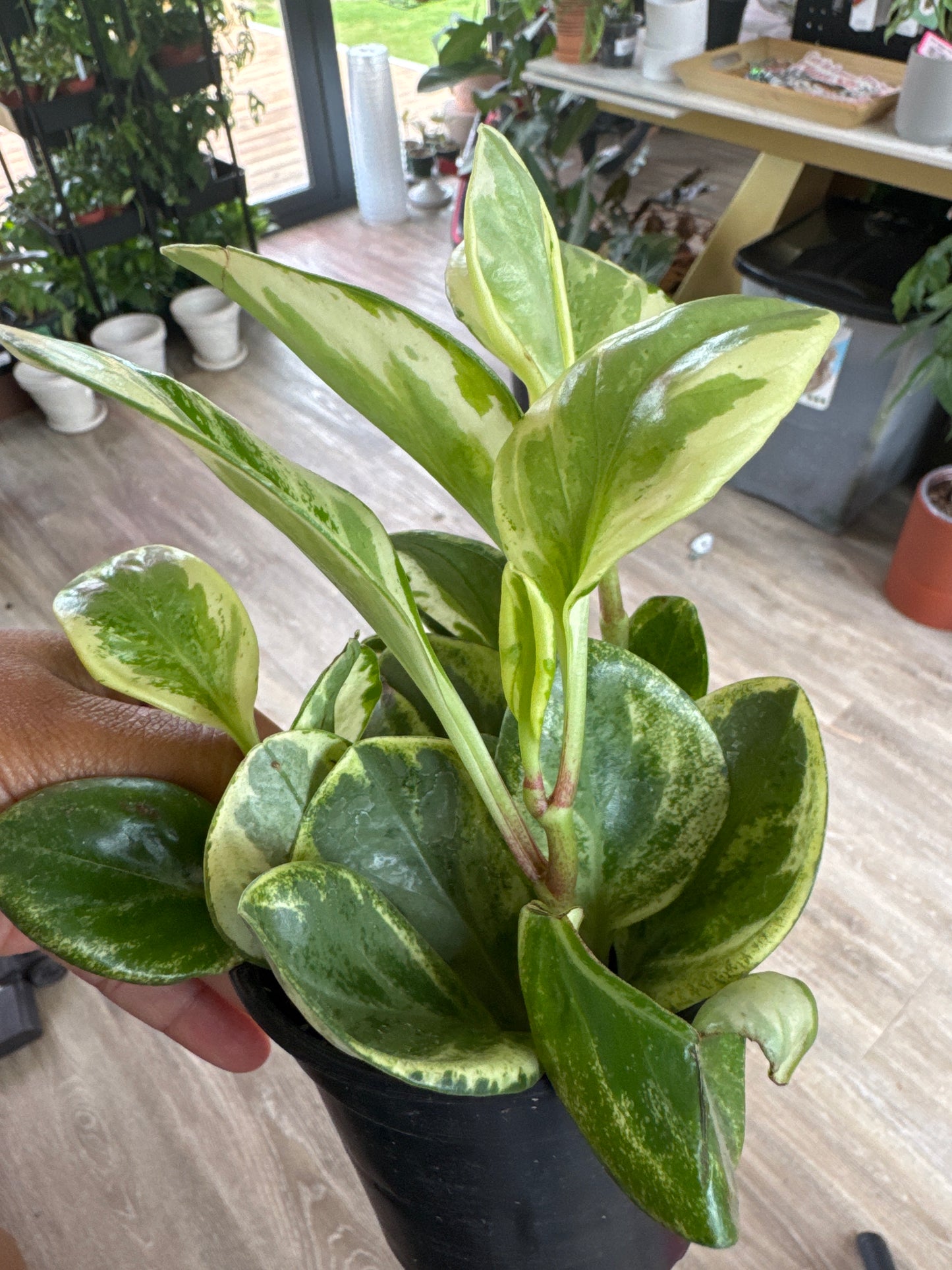 PEPEROMIA MARBLE 4-inch
