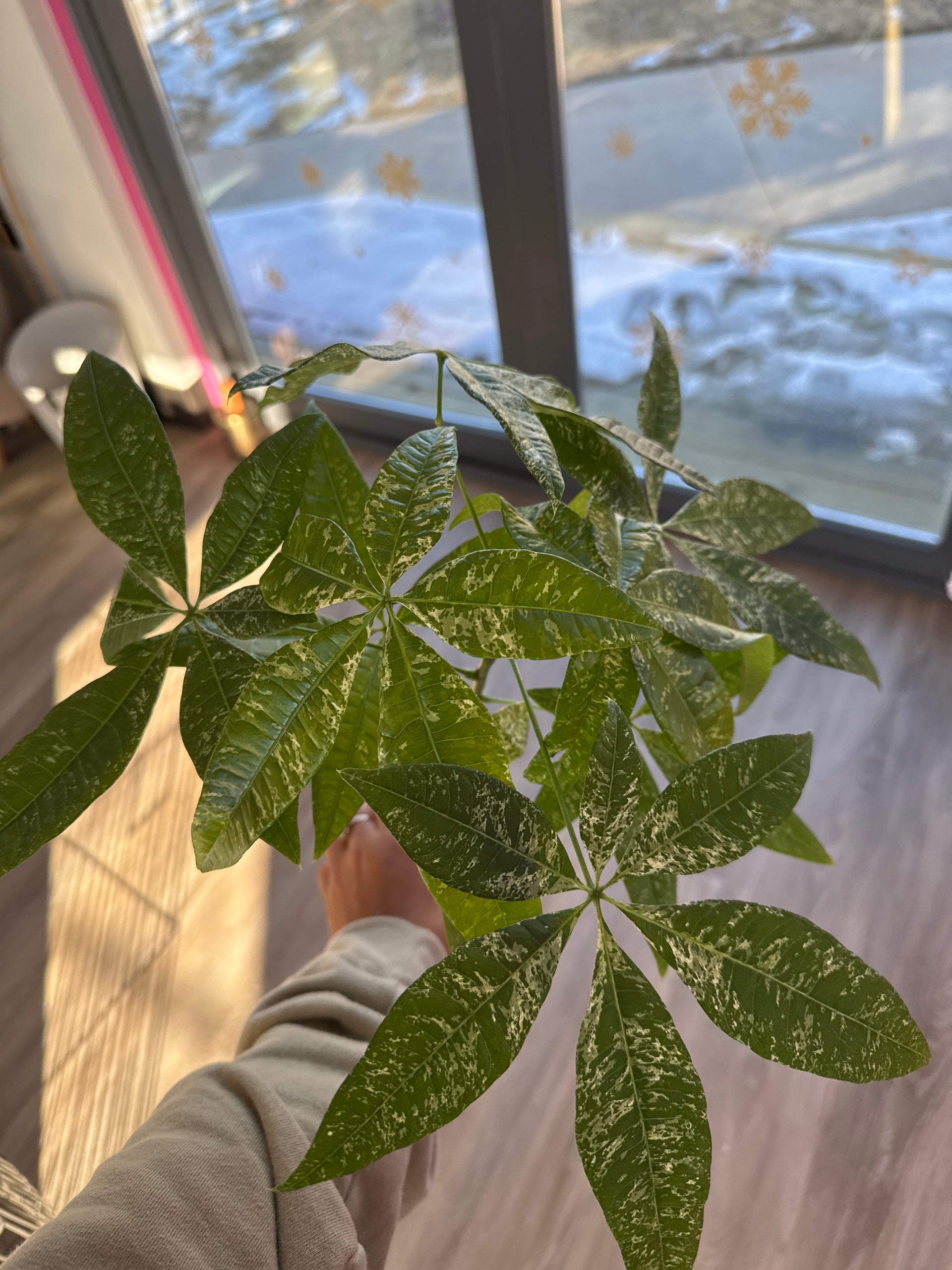 money tree variegated 4" Money Tree Variegated Arcadia Garden Products