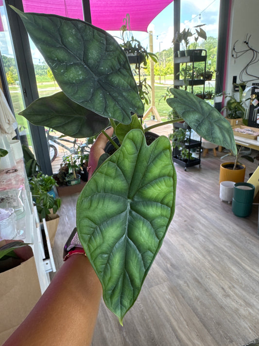 Alocasia Dragon Scale