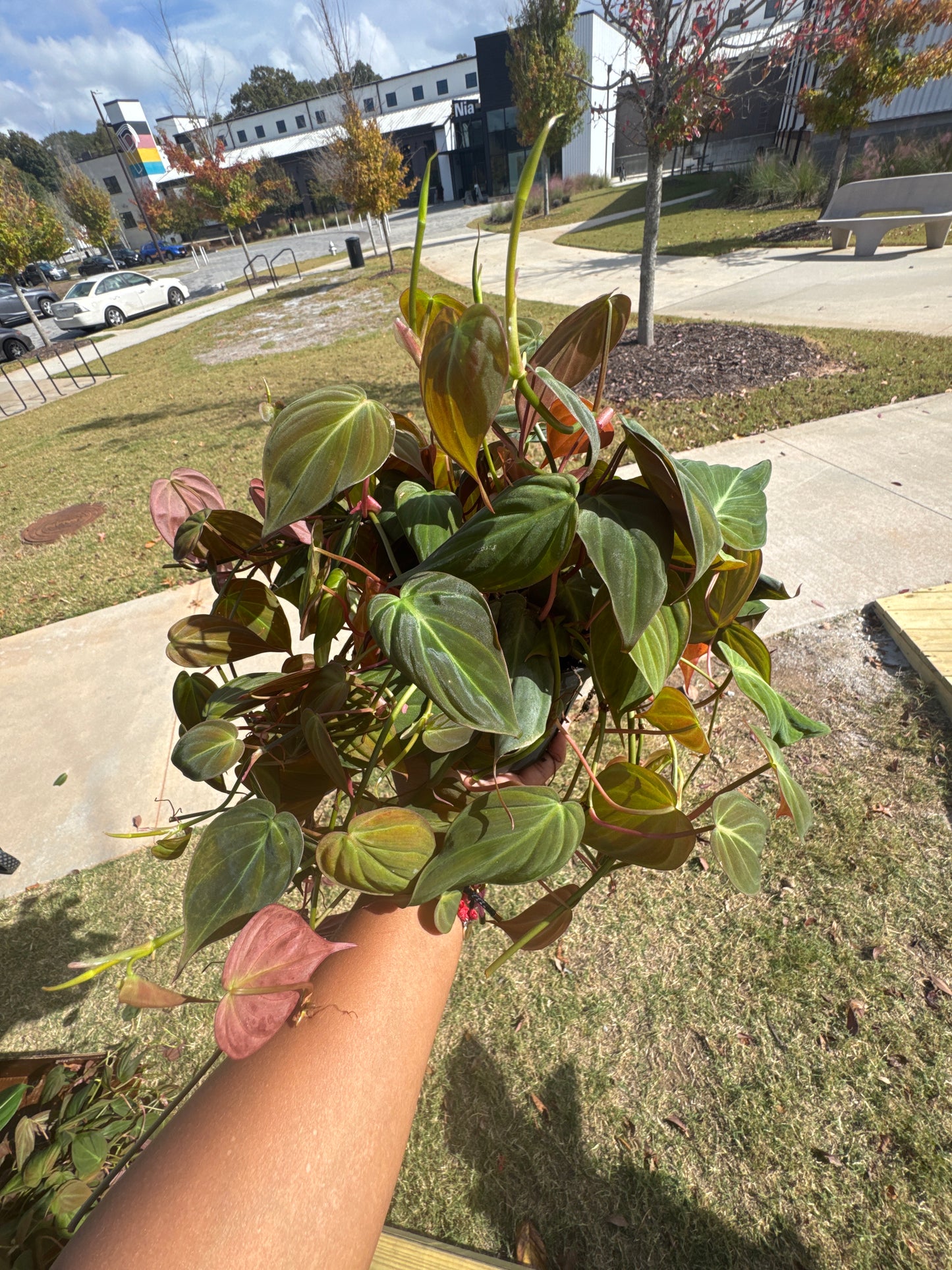 Philodendron Mican