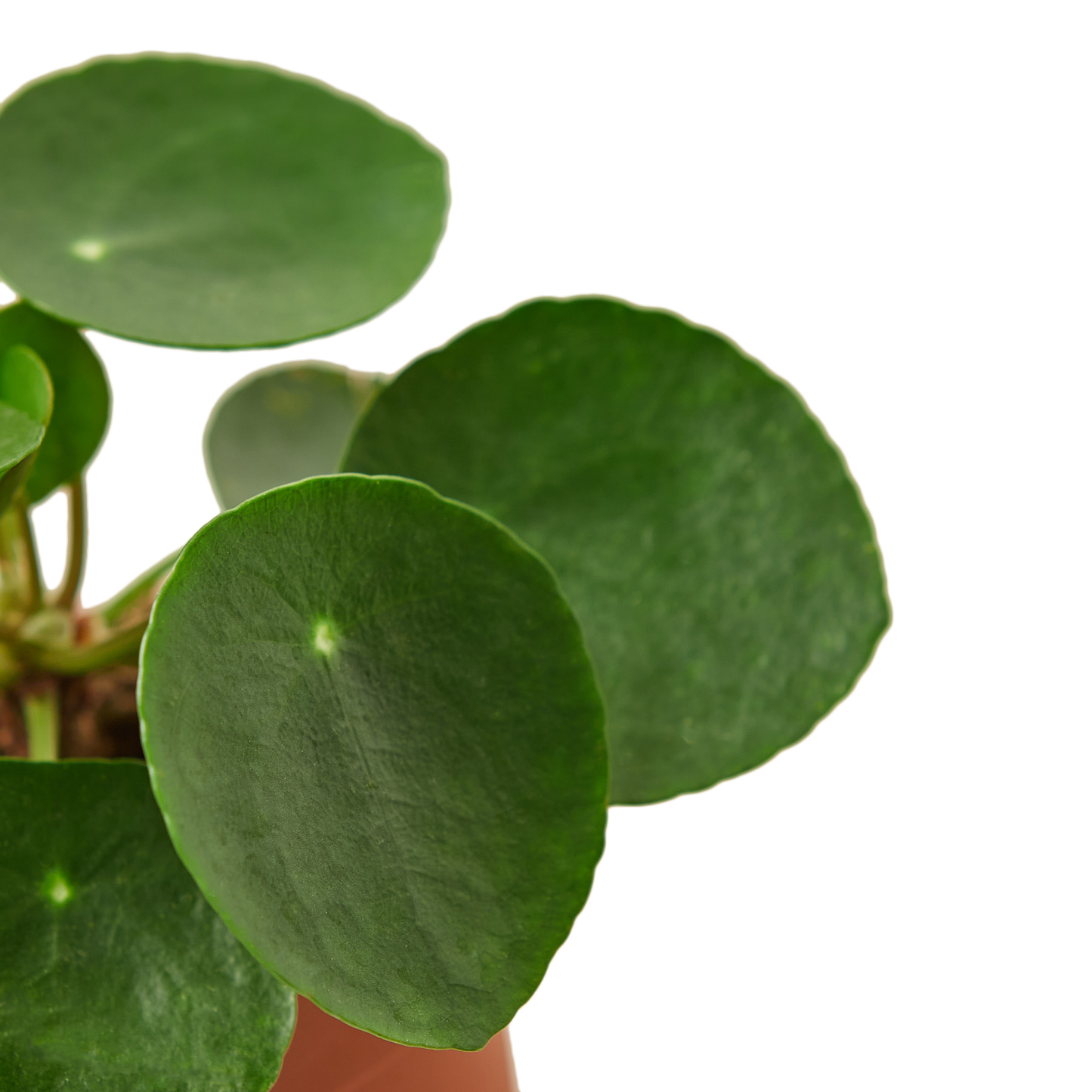 PILEA PEPEROMIODES 4-inch